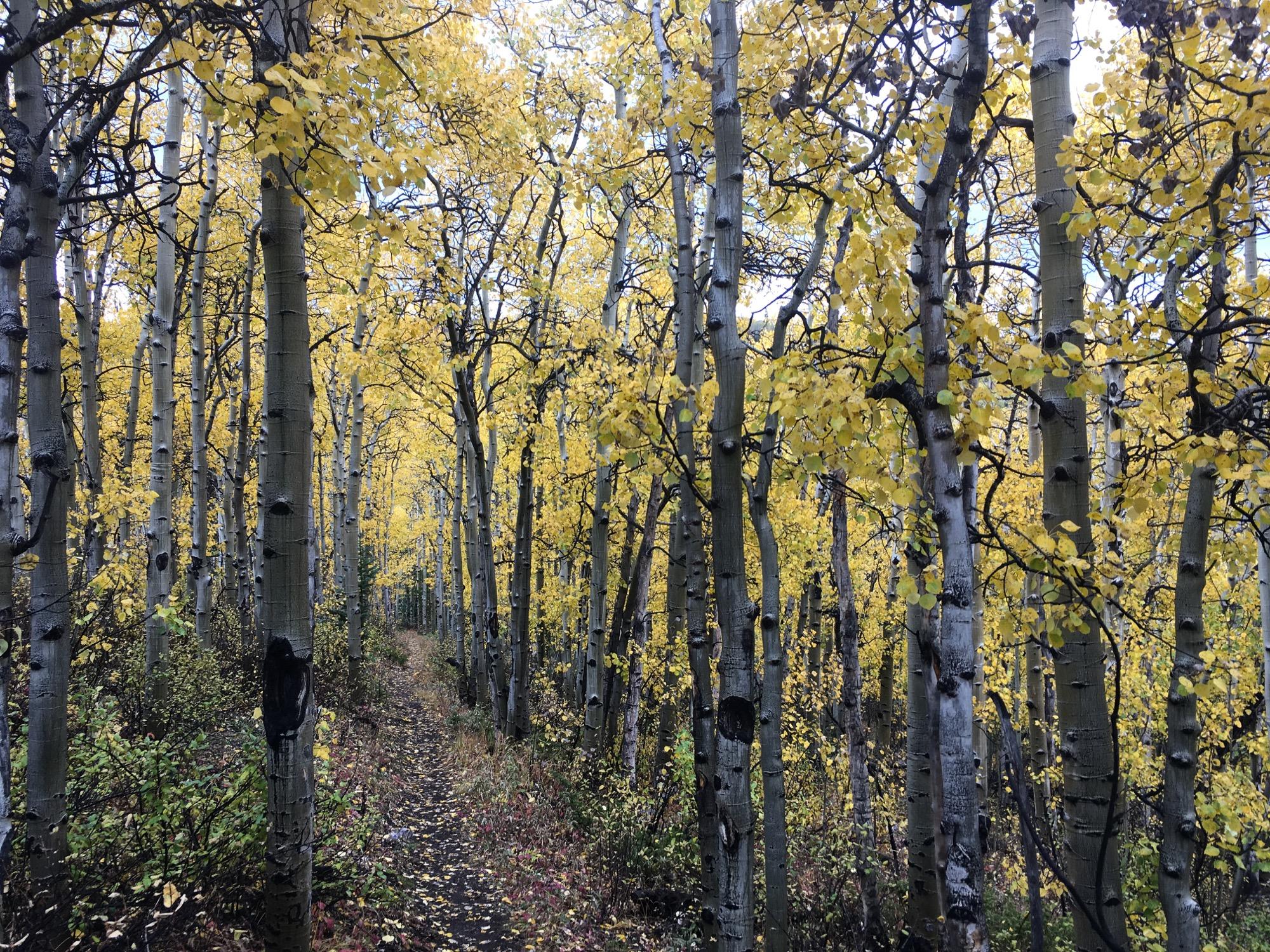 A narrow path winding through a vibrant forest of aspen trees, their leaves glowing in shades of yellow. The tall, slender trunks of the aspen trees are visible, creating a serene and picturesque woodland scene. The ground is covered with fallen leaves, adding to the autumn atmosphere. Sheep Creek mountain bike trail.
