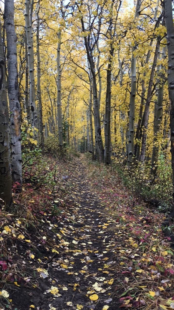 A scenic pathway lined with tall trees displaying vibrant yellow leaves, creating a beautiful autumn atmosphere. The path is covered with fallen leaves, surrounded by greenery and hints of red foliage on the edges. Sheep Creek mountain bike trail.