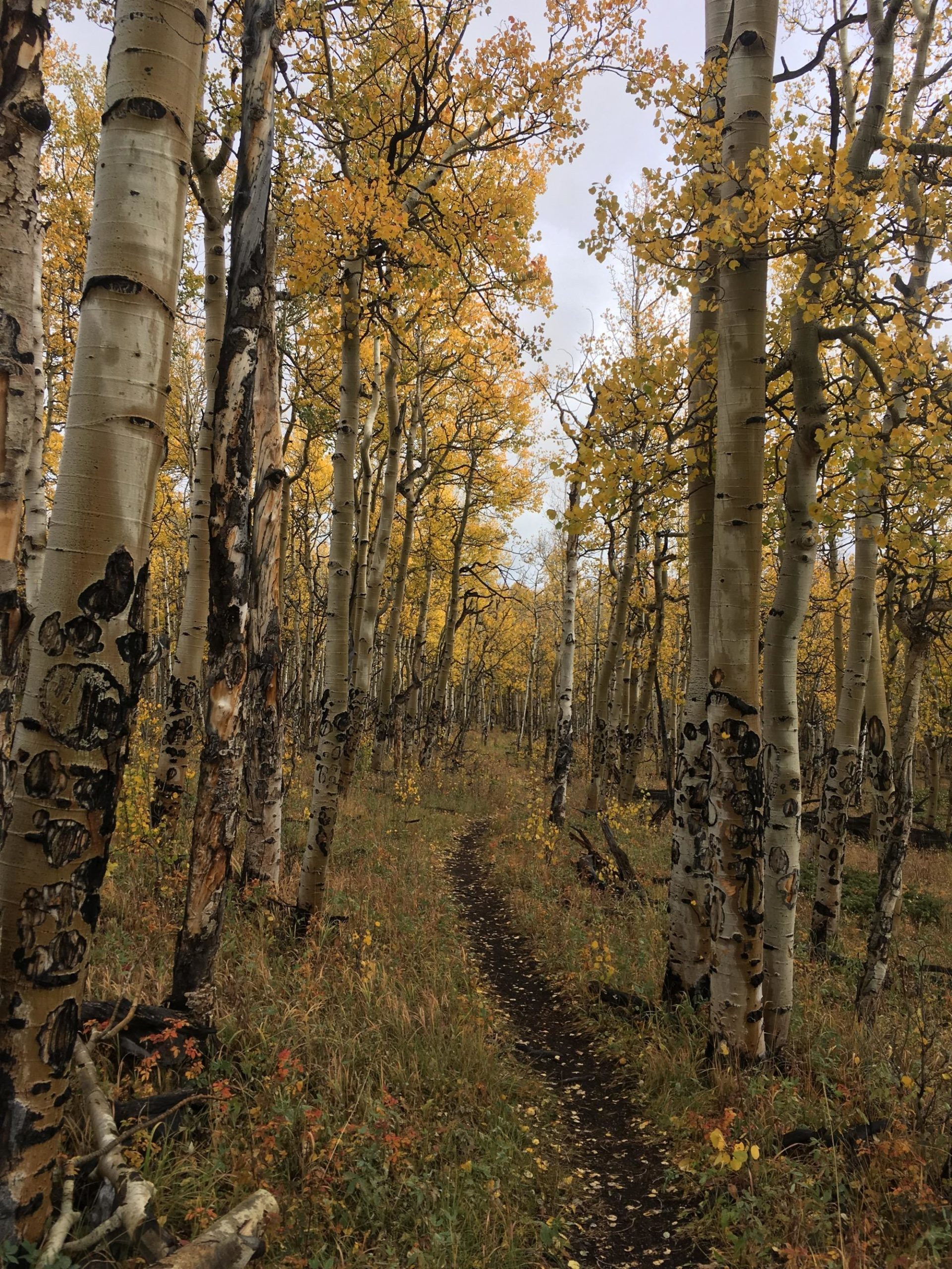 A winding dirt path through a forest of aspen trees with yellow leaves in autumn, surrounded by tall trunks and patches of green grass and foliage. Sheep Creek mountain bike trail.