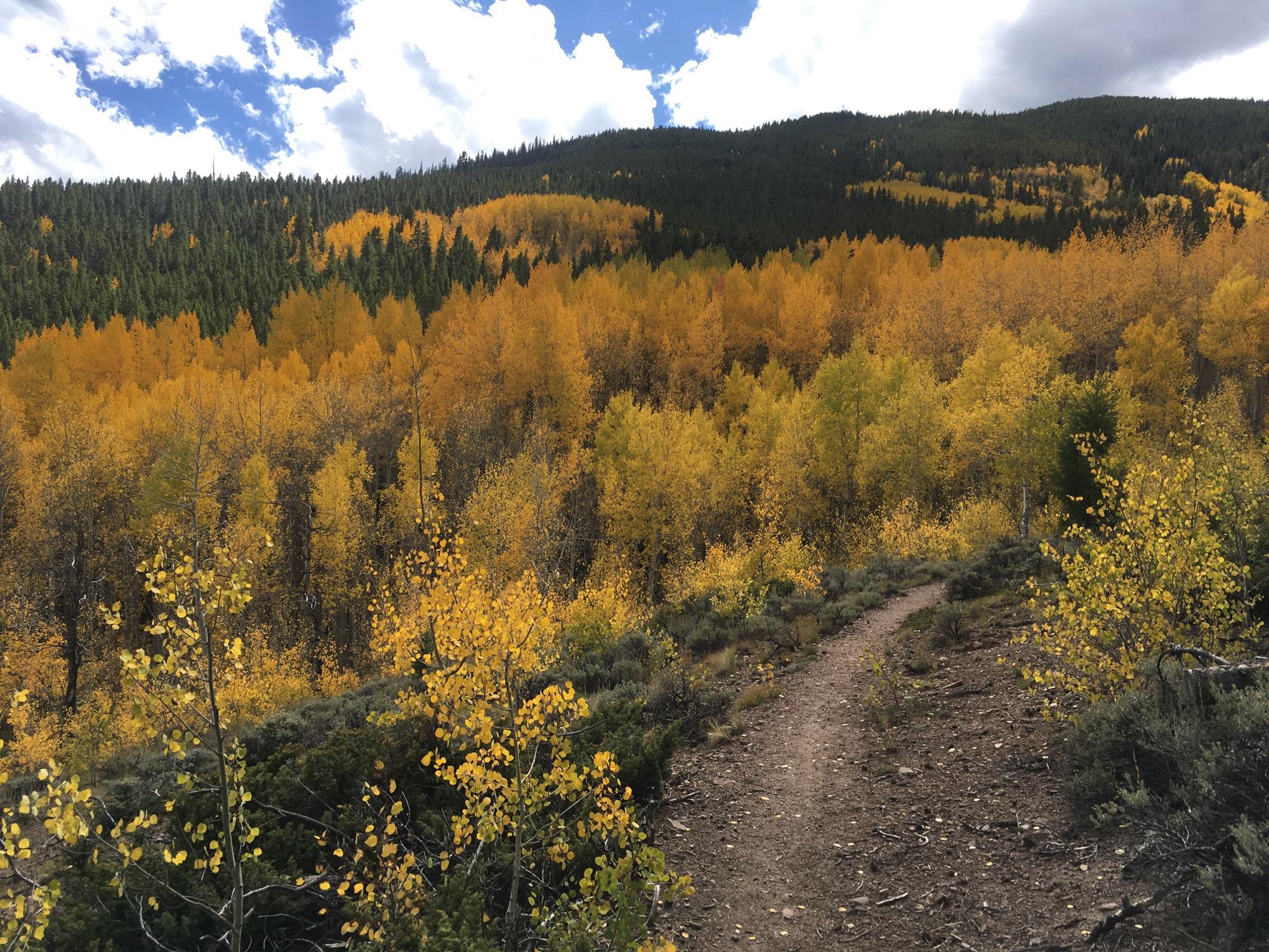 A winding dirt trail leads through a vibrant landscape of autumn foliage, featuring trees with bright yellow leaves set against a backdrop of green evergreens and a partly cloudy blue sky. Colorado Trail: Clear Creek Thd to Lake View CG / Hwy 82 mountain bike trail.