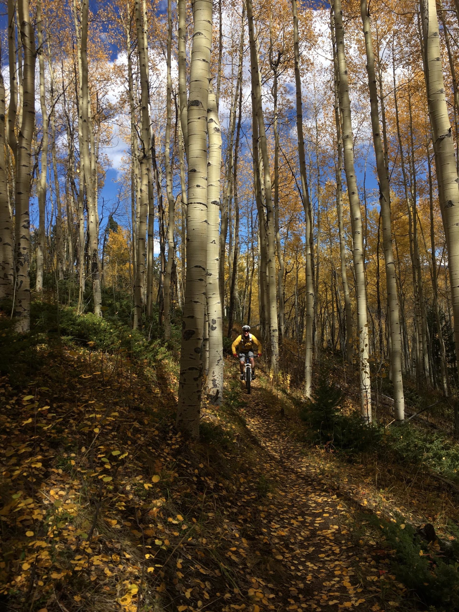 A mountain biker navigating a winding trail through a forest of tall aspen trees, surrounded by vibrant autumn foliage and a carpet of fallen leaves. The sky is clear with a few clouds, highlighting the warm colors of the season. Colorado Trail: Clear Creek Thd to Lake View CG / Hwy 82 mountain bike trail.