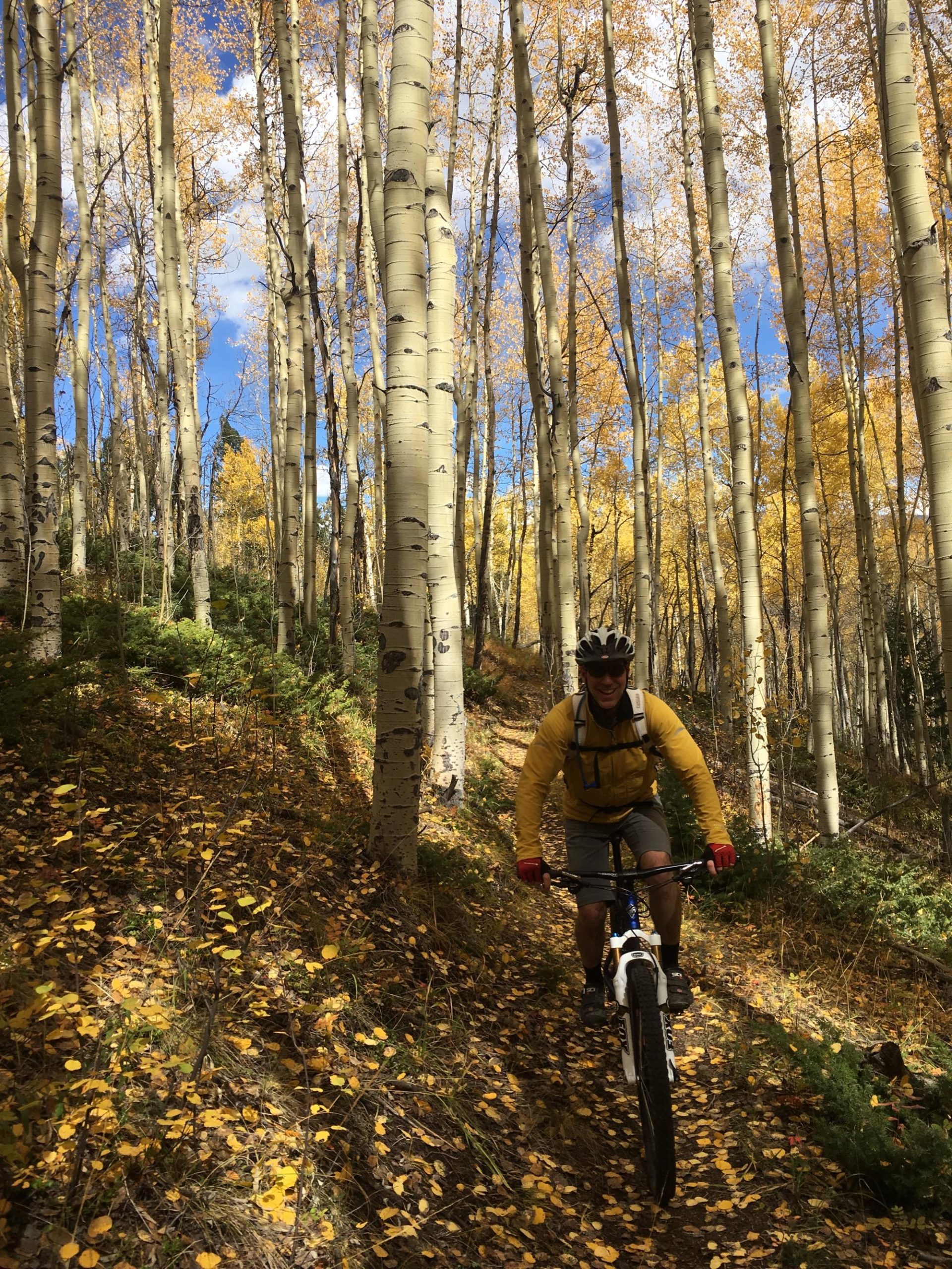 A mountain biker riding along a narrow trail surrounded by tall, slender aspen trees with golden leaves in an autumn forest. The blue sky is partially covered with fluffy clouds, and the ground is scattered with fallen leaves, creating a vibrant fall atmosphere. Colorado Trail: Clear Creek Thd to Lake View CG / Hwy 82 mountain bike trail.