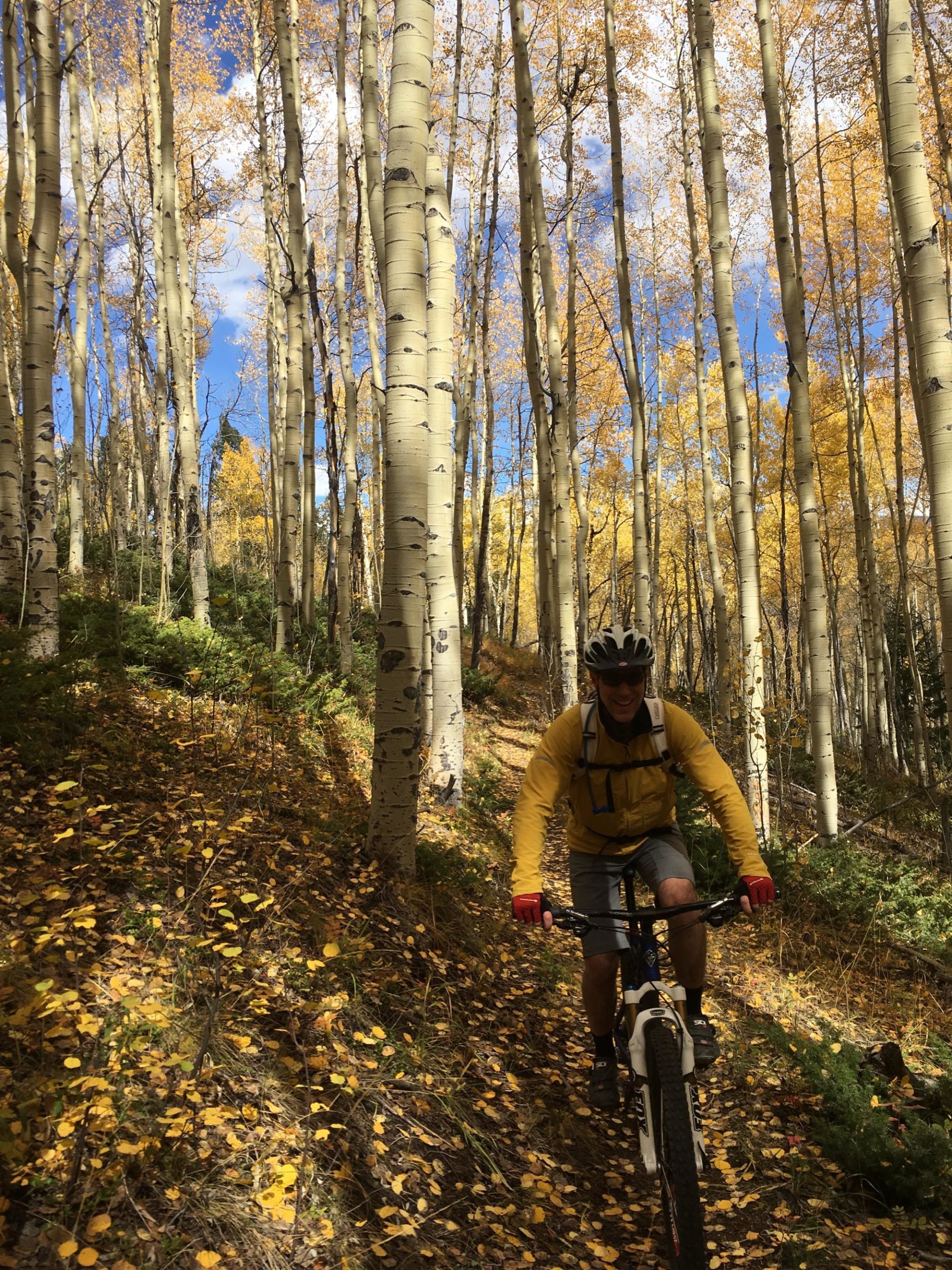 A cyclist riding through a forest of tall aspen trees with golden leaves on the ground, under a clear blue sky. The cyclist is wearing a bright yellow jacket and a helmet, showcasing an active outdoor scene. Colorado Trail: Clear Creek Thd to Lake View CG / Hwy 82 mountain bike trail.
