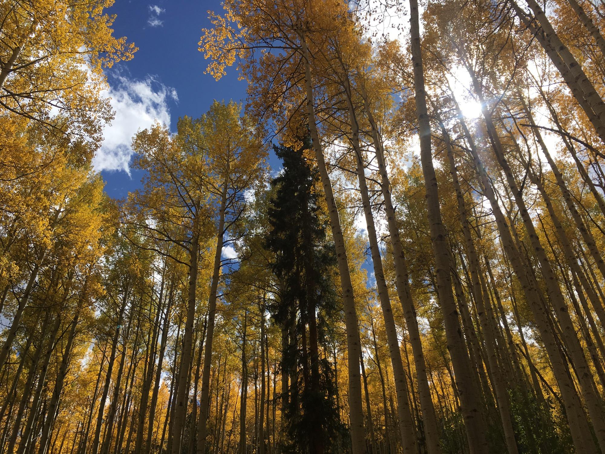 Tall trees with vibrant yellow leaves create a canopy against a bright blue sky, with fluffy white clouds peeking through. The sunlight filters through the branches, illuminating the forest. Colorado Trail: Clear Creek Thd to Lake View CG / Hwy 82 mountain bike trail.