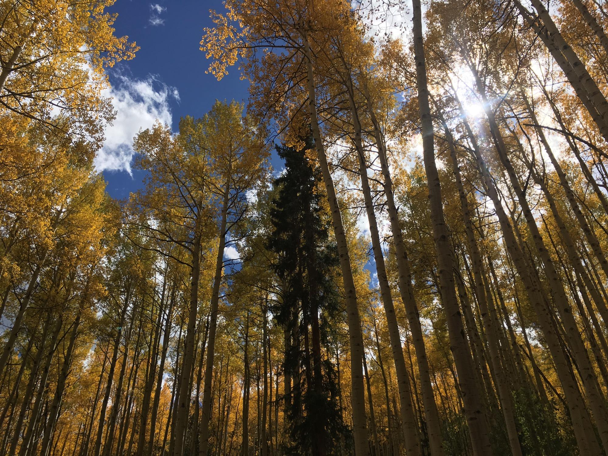 A view looking up through tall trees with vibrant yellow leaves against a blue sky, featuring scattered clouds and sunlight filtering through the branches. Colorado Trail: Clear Creek Thd to Lake View CG / Hwy 82 mountain bike trail.