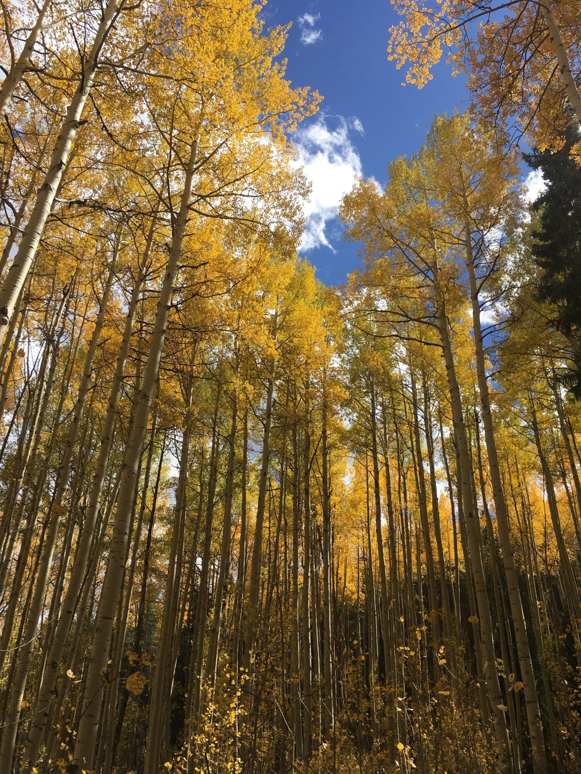 A vibrant forest scene featuring tall aspen trees with bright yellow leaves against a clear blue sky, scattered clouds, and a glimpse of greenery below. The image captures the beauty of autumn foliage in a serene natural setting. Colorado Trail: Clear Creek Thd to Lake View CG / Hwy 82 mountain bike trail.
