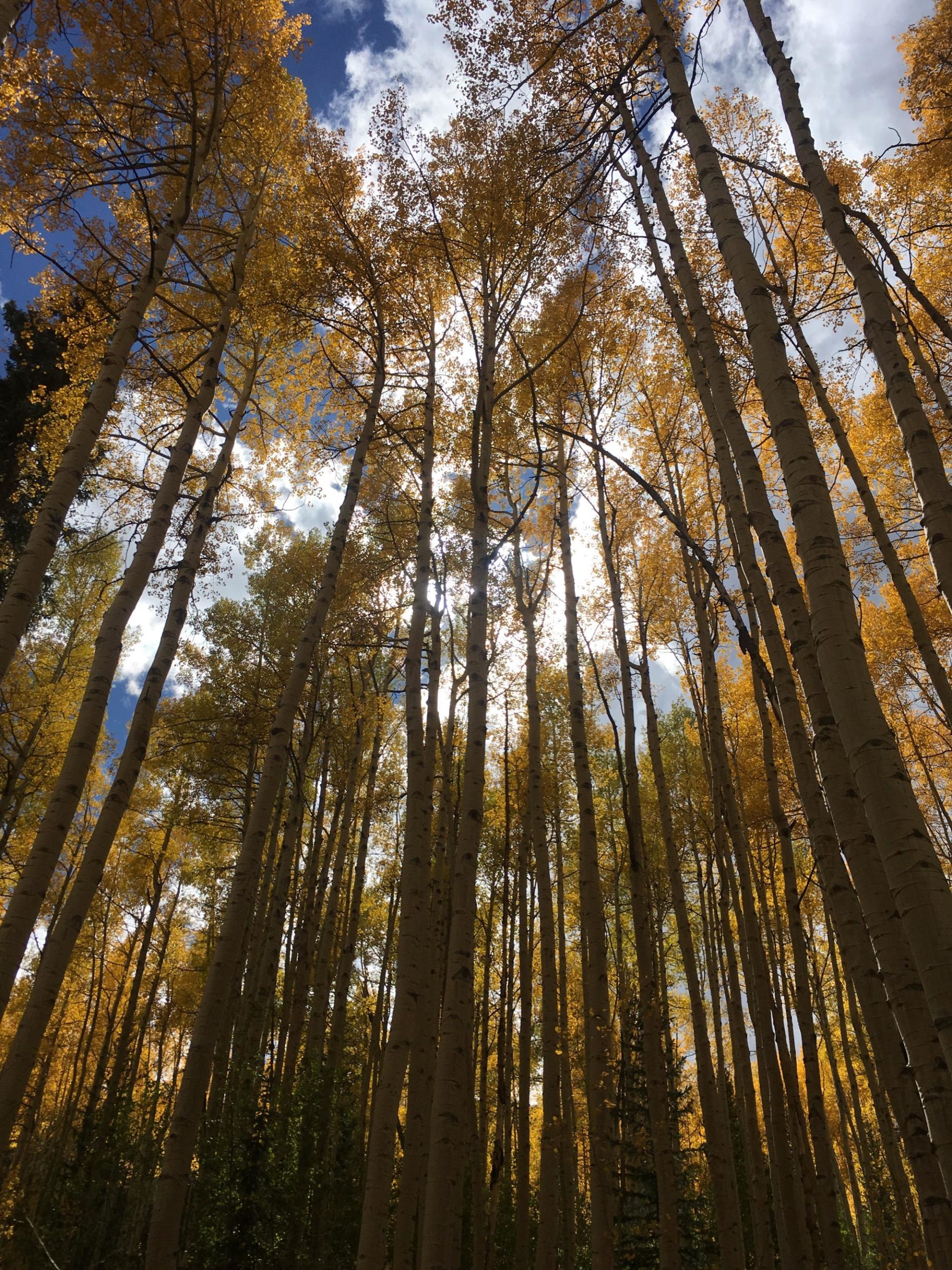 A tall forest of aspen trees with bright yellow leaves, viewed from below, reaching towards a blue sky with scattered clouds. Sunlight filters through the branches, creating a warm and vibrant atmosphere. Colorado Trail: Clear Creek Thd to Lake View CG / Hwy 82 mountain bike trail.