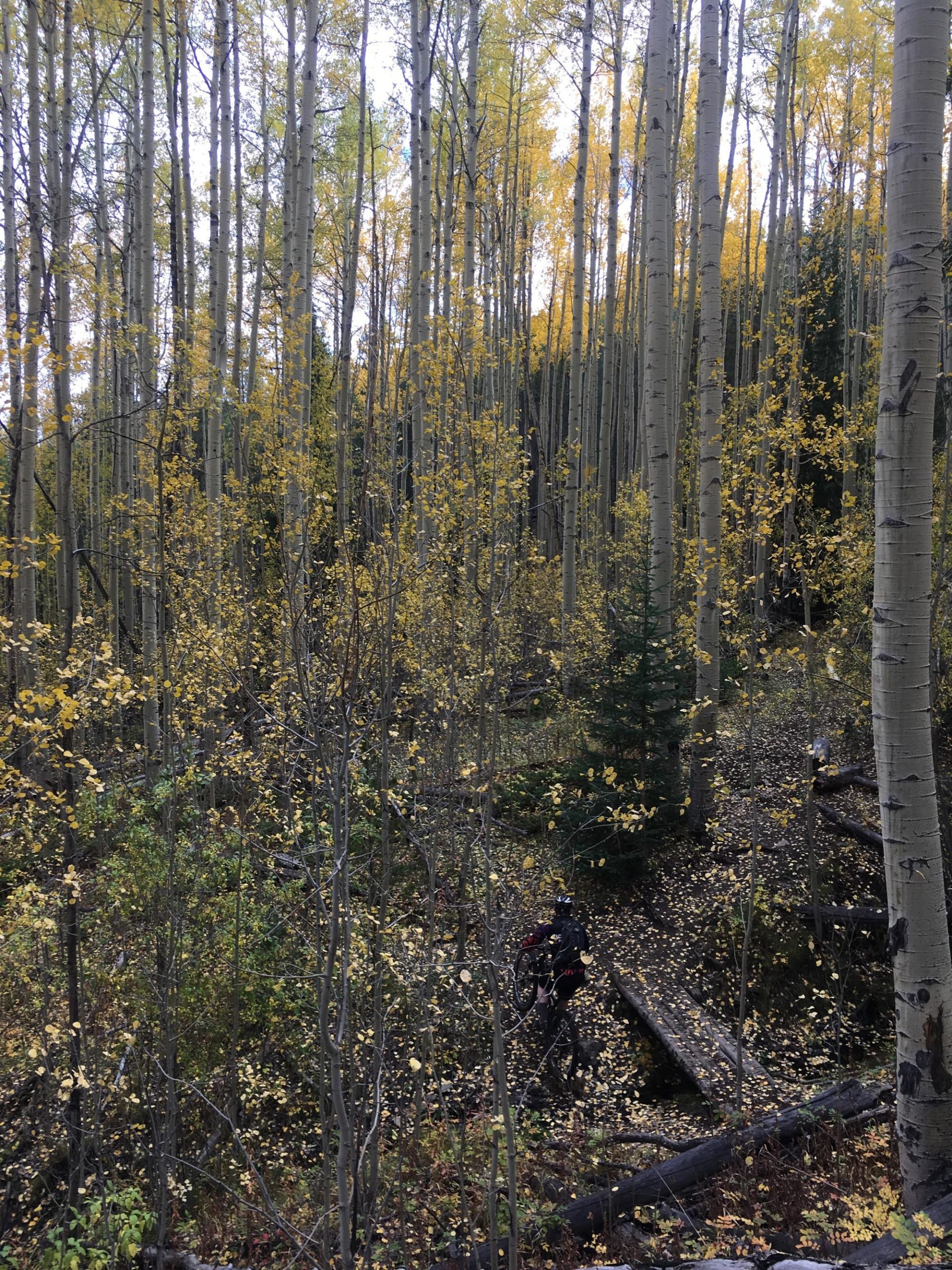 A scenic forest view featuring tall aspen trees with golden leaves. In the foreground, scattered foliage covers the ground, and a cyclist can be seen navigating through the forest on a dirt path. The atmosphere is tranquil, showcasing the beauty of autumn in nature. Colorado Trail: Clear Creek Thd to Lake View CG / Hwy 82 mountain bike trail.