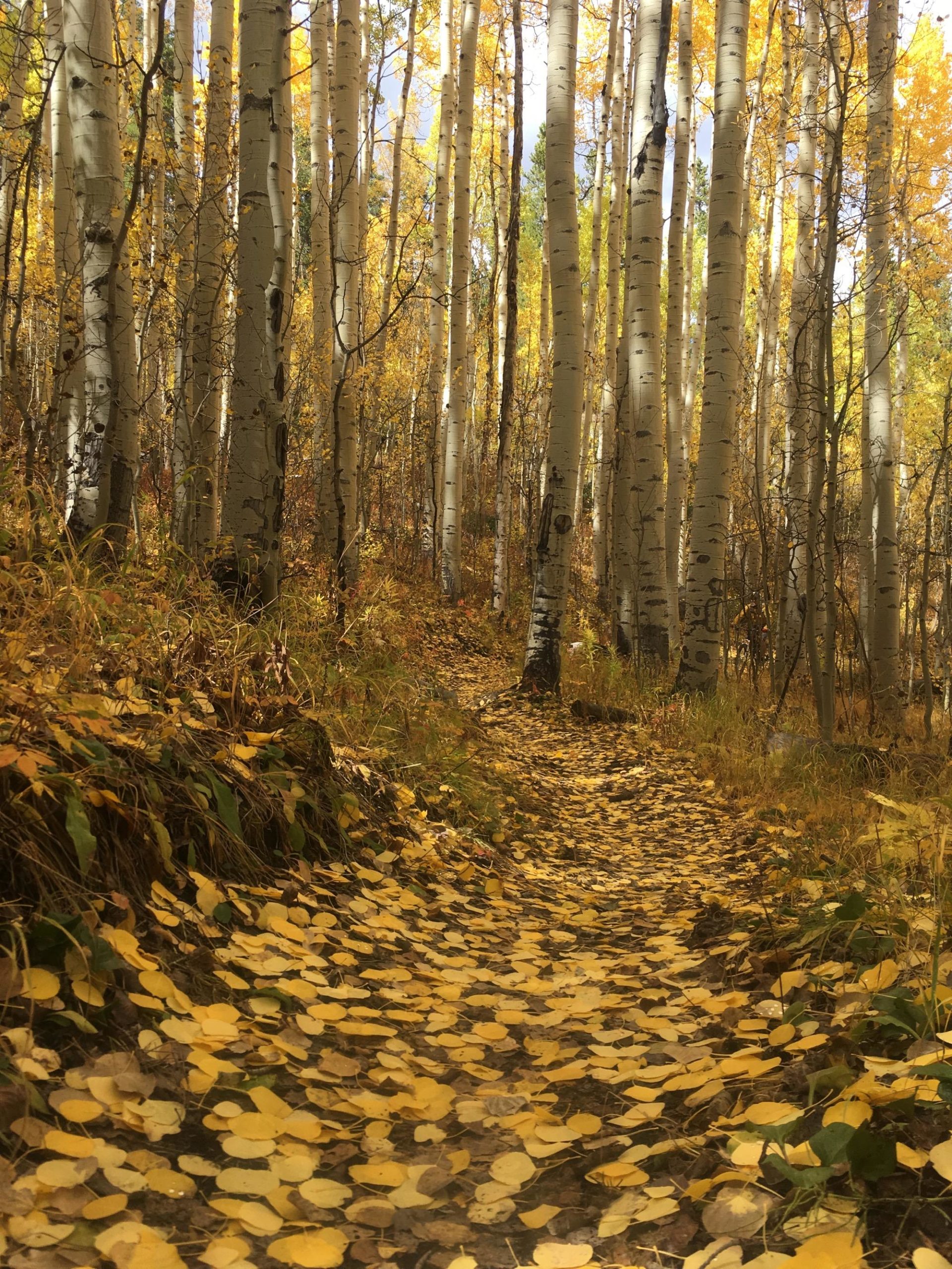 A serene forest pathway lined with tall, slender aspen trees displaying vibrant yellow leaves. The ground is covered with a blanket of fallen yellow leaves, creating a picturesque autumn scene. Soft sunlight filters through the trees, enhancing the warm colors of the foliage. Colorado Trail: Clear Creek Thd to Lake View CG / Hwy 82 mountain bike trail.