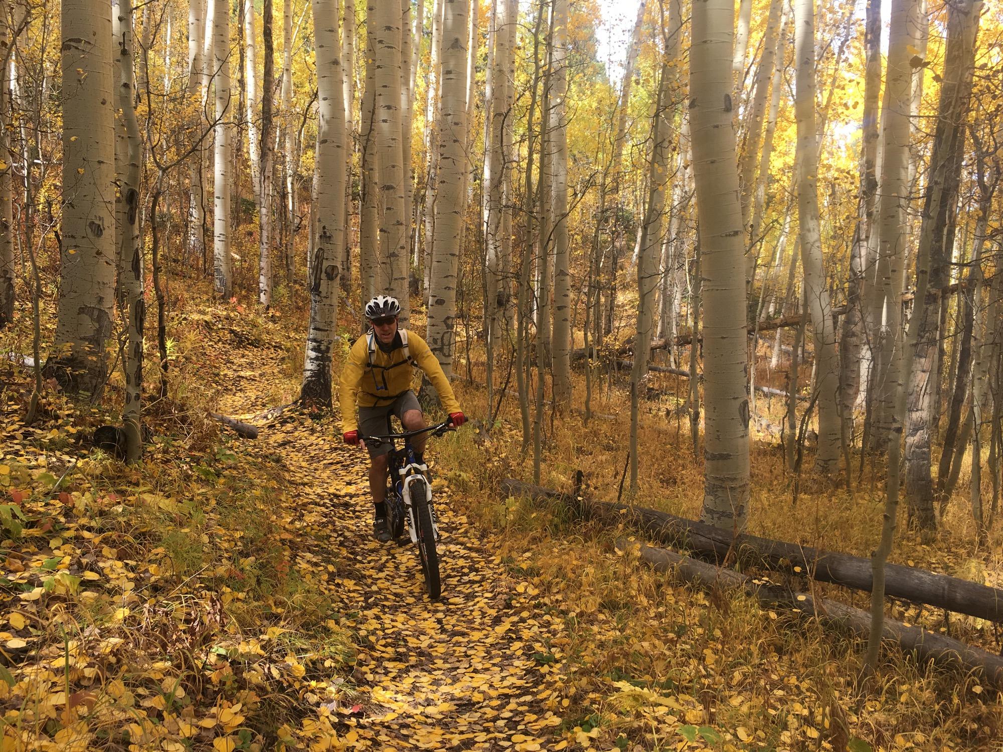 An individual riding a mountain bike along a winding trail covered in autumn leaves, surrounded by tall aspen trees with vibrant yellow foliage. The scene captures the beauty of fall in a forested area. Colorado Trail: Clear Creek Thd to Lake View CG / Hwy 82 mountain bike trail.