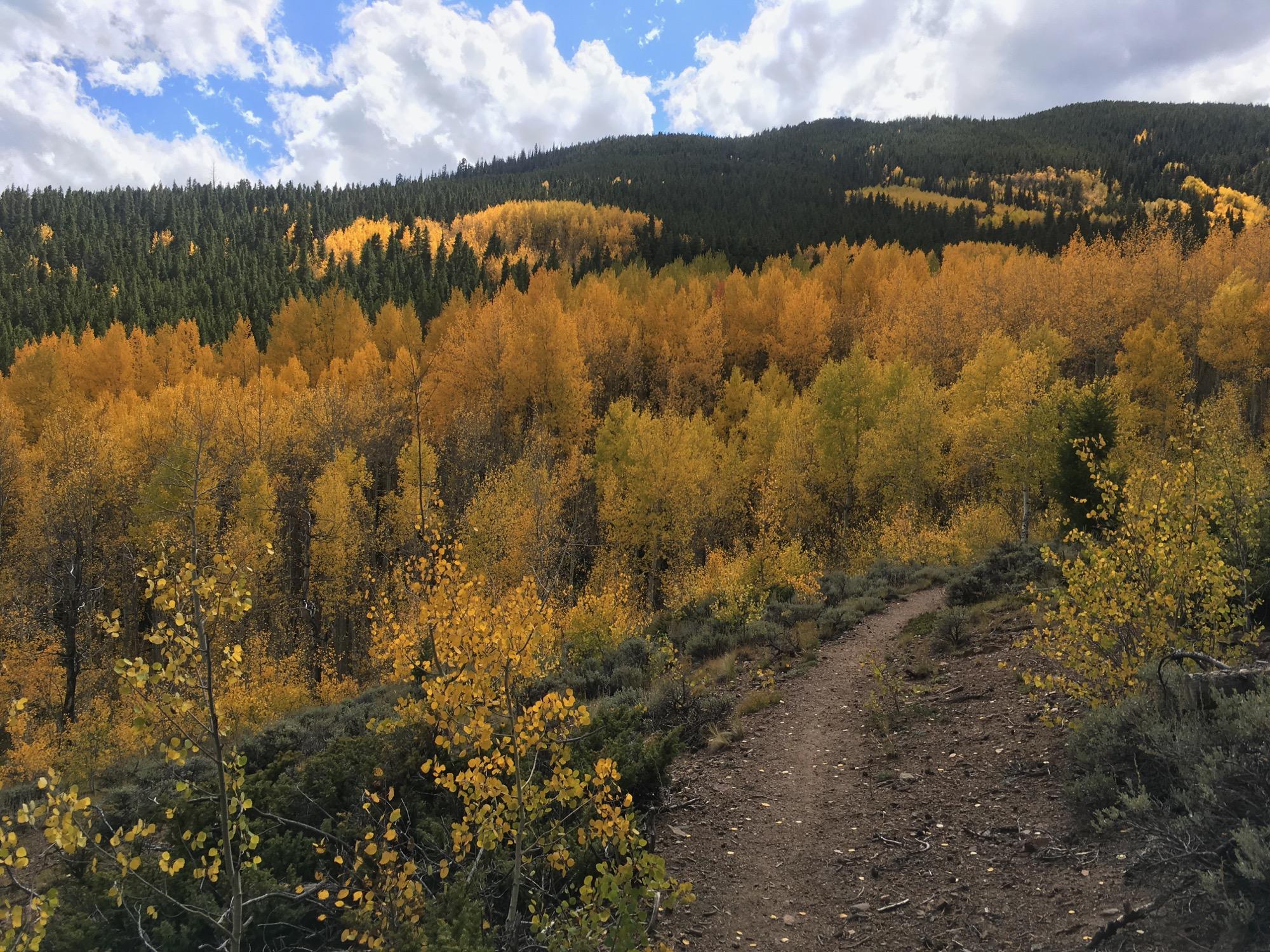 A vibrant autumn landscape featuring a hill covered with bright yellow and orange foliage, contrasted against deep green conifer trees. In the foreground, a winding dirt path leads through the colorful trees under a partly cloudy blue sky. Colorado Trail: Clear Creek Thd to Lake View CG / Hwy 82 mountain bike trail.