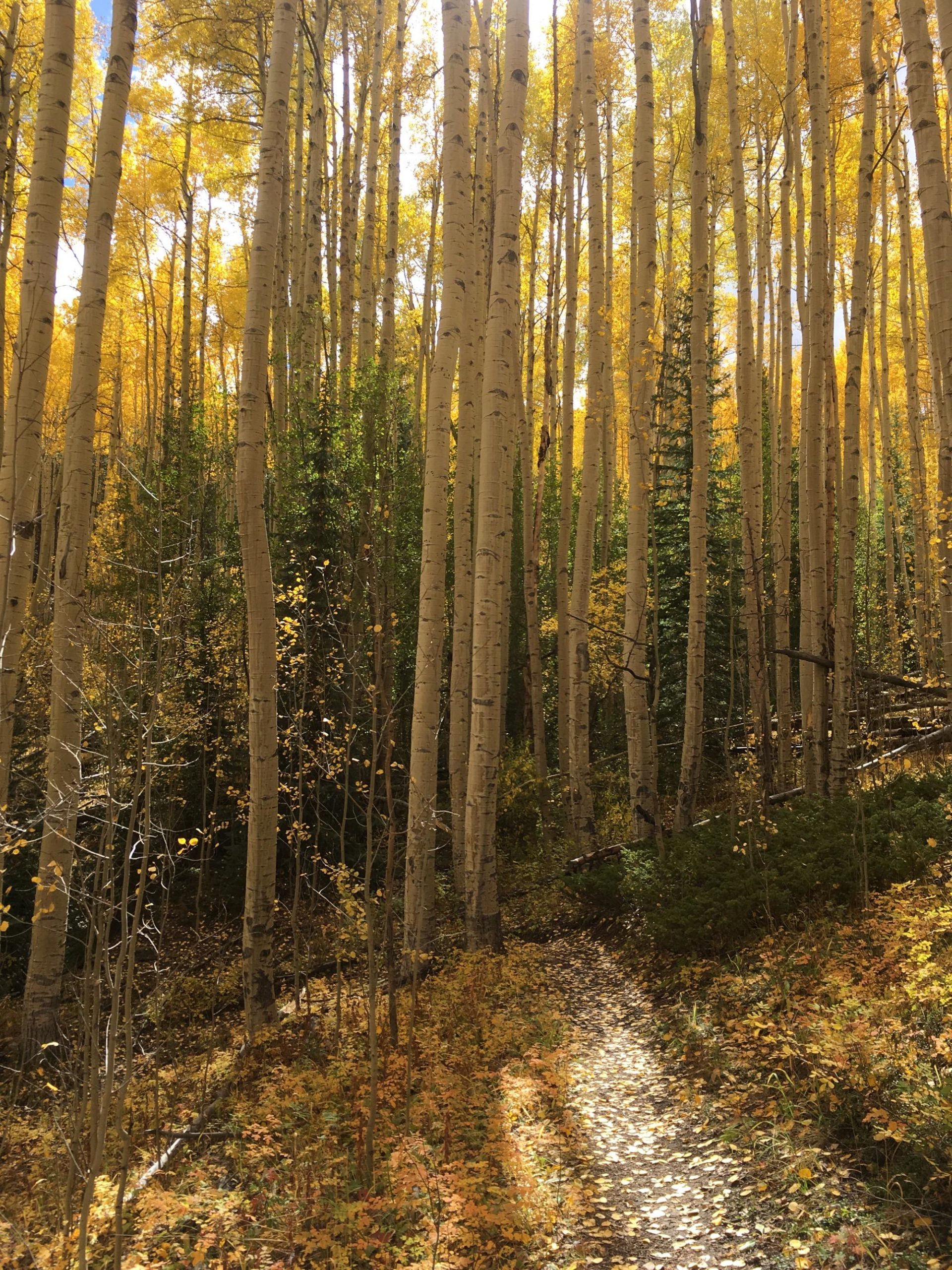 A serene forest scene featuring tall, slender aspen trees with bright yellow leaves, creating a vibrant autumn landscape. A winding dirt path covered with fallen leaves leads deeper into the woods, surrounded by patches of green foliage and a mix of colorful fallen leaves on the ground. The sunlight filters through the tree canopy, illuminating the tranquil setting. Twin Lakes Loop mountain bike trail.