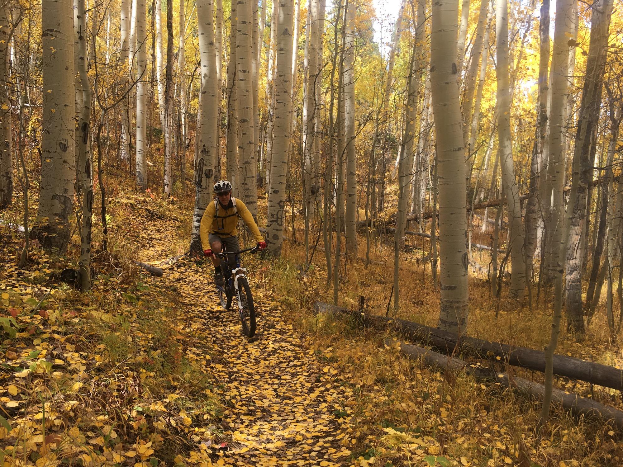 A person riding a mountain bike on a dirt trail surrounded by tall aspen trees with yellow leaves scattered on the ground, set in an autumn forest. The sunlight filters through the trees, illuminating the vibrant colors of the foliage. Colorado Trail: Clear Creek Thd to Lake View CG / Hwy 82 mountain bike trail.