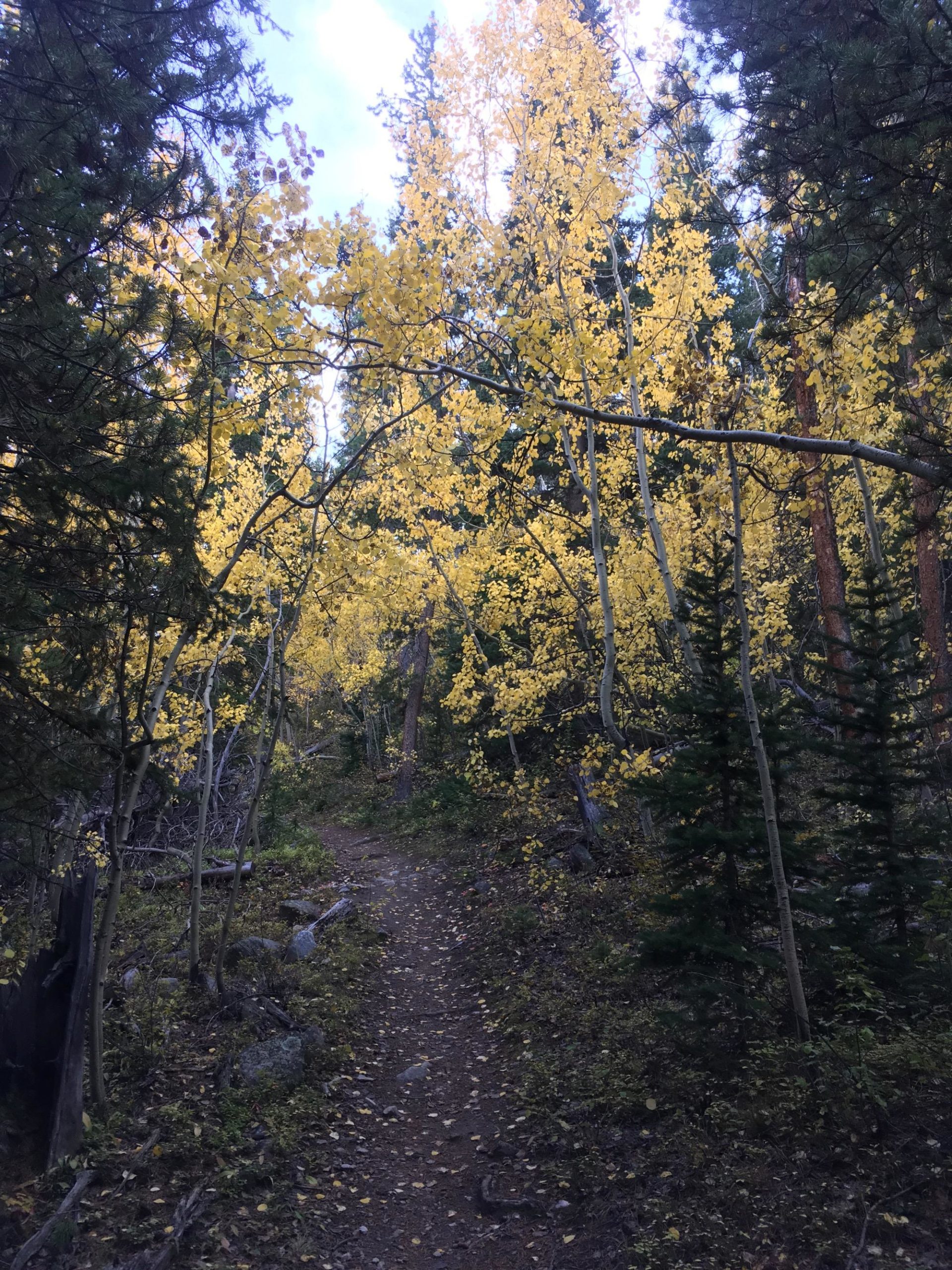 A narrow dirt path winding through a forest filled with tall trees, showcasing vibrant yellow leaves. Sunlight filters through the branches, highlighting the contrast between the yellow foliage and the surrounding greenery. The ground is scattered with fallen leaves, creating a serene and picturesque autumn atmosphere. Colorado Trail: North Cottonwood to Collegiate Peaks Wilderness mountain bike trail.