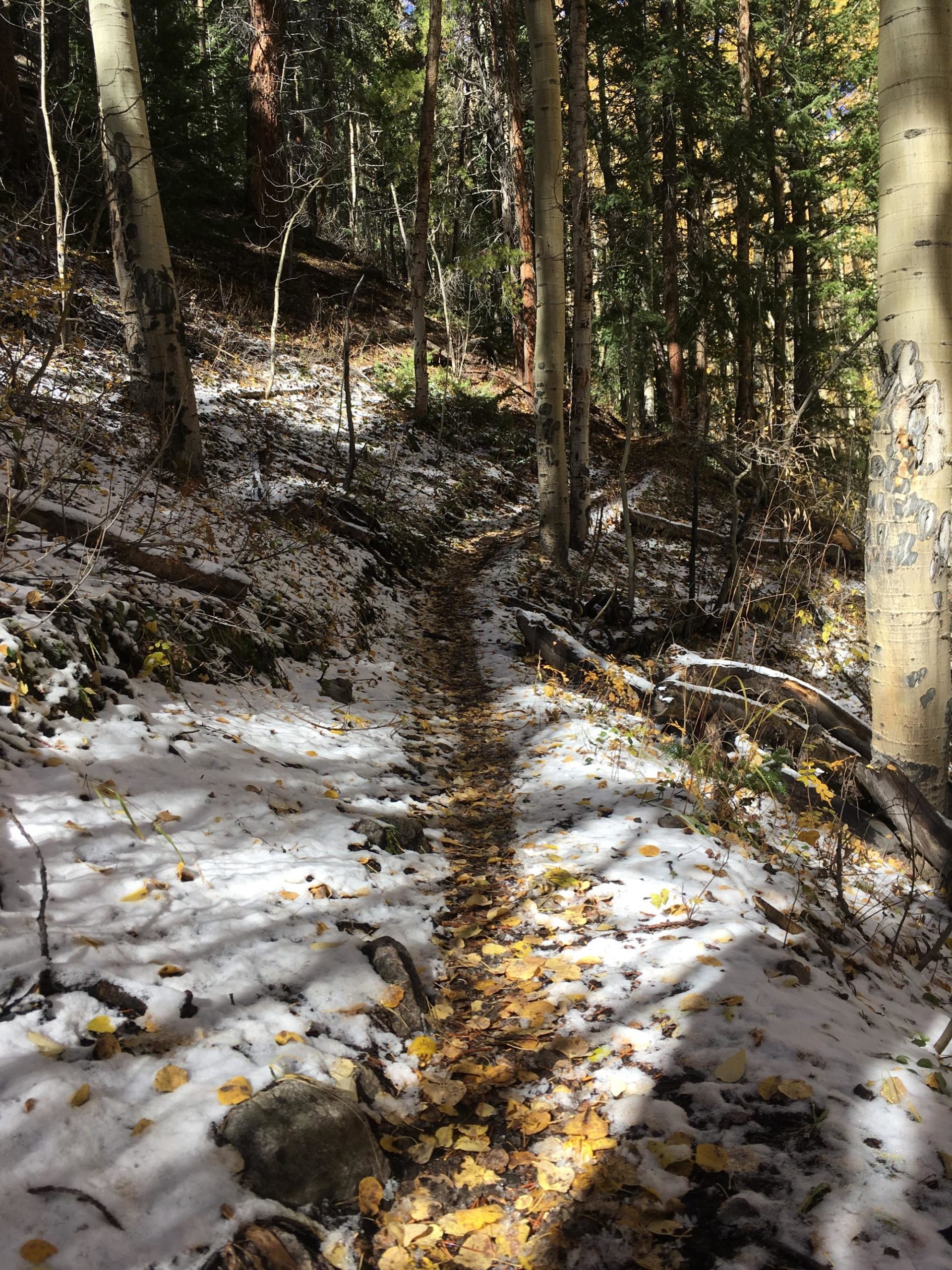 A winding hiking trail covered in a mix of snow and fallen yellow leaves, surrounded by tall trees in a wooded area. The path leads through a serene forest setting, with sunlight filtering through the foliage. Colorado Trail: Twin Lakes / Hwy 82 to Half Moon Rd / Mount Massive Wilderness mountain bike trail.