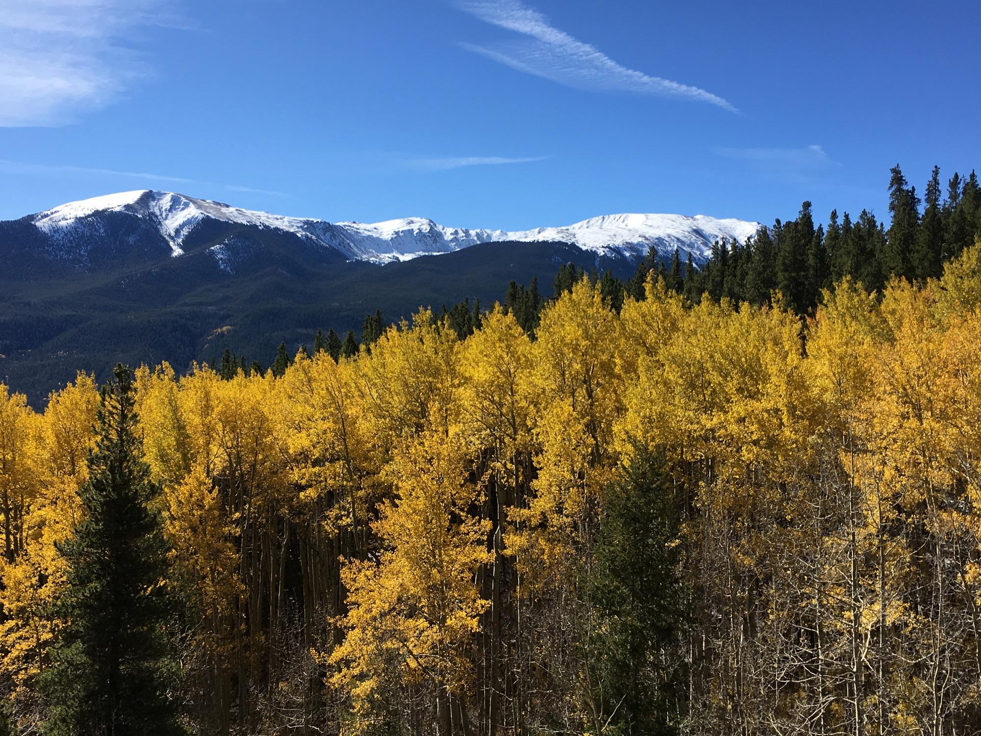 A scenic view of a mountain landscape featuring vibrant yellow aspen trees in the foreground, with snow-capped peaks rising in the background under a clear blue sky. Colorado Trail: Twin Lakes / Hwy 82 to Half Moon Rd / Mount Massive Wilderness mountain bike trail.