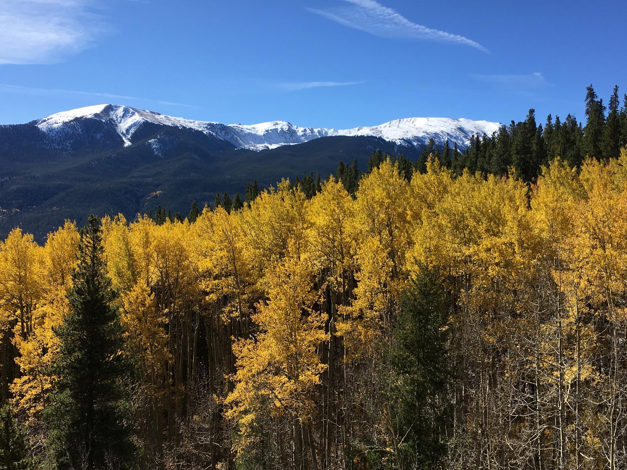 A scenic view of a mountainous landscape featuring vibrant yellow aspen trees in the foreground, set against a backdrop of snow-capped peaks under a clear blue sky. The image captures the beauty of autumn foliage contrasting with evergreen trees, showcasing the natural splendor of the wilderness. Colorado Trail: Twin Lakes / Hwy 82 to Half Moon Rd / Mount Massive Wilderness mountain bike trail.