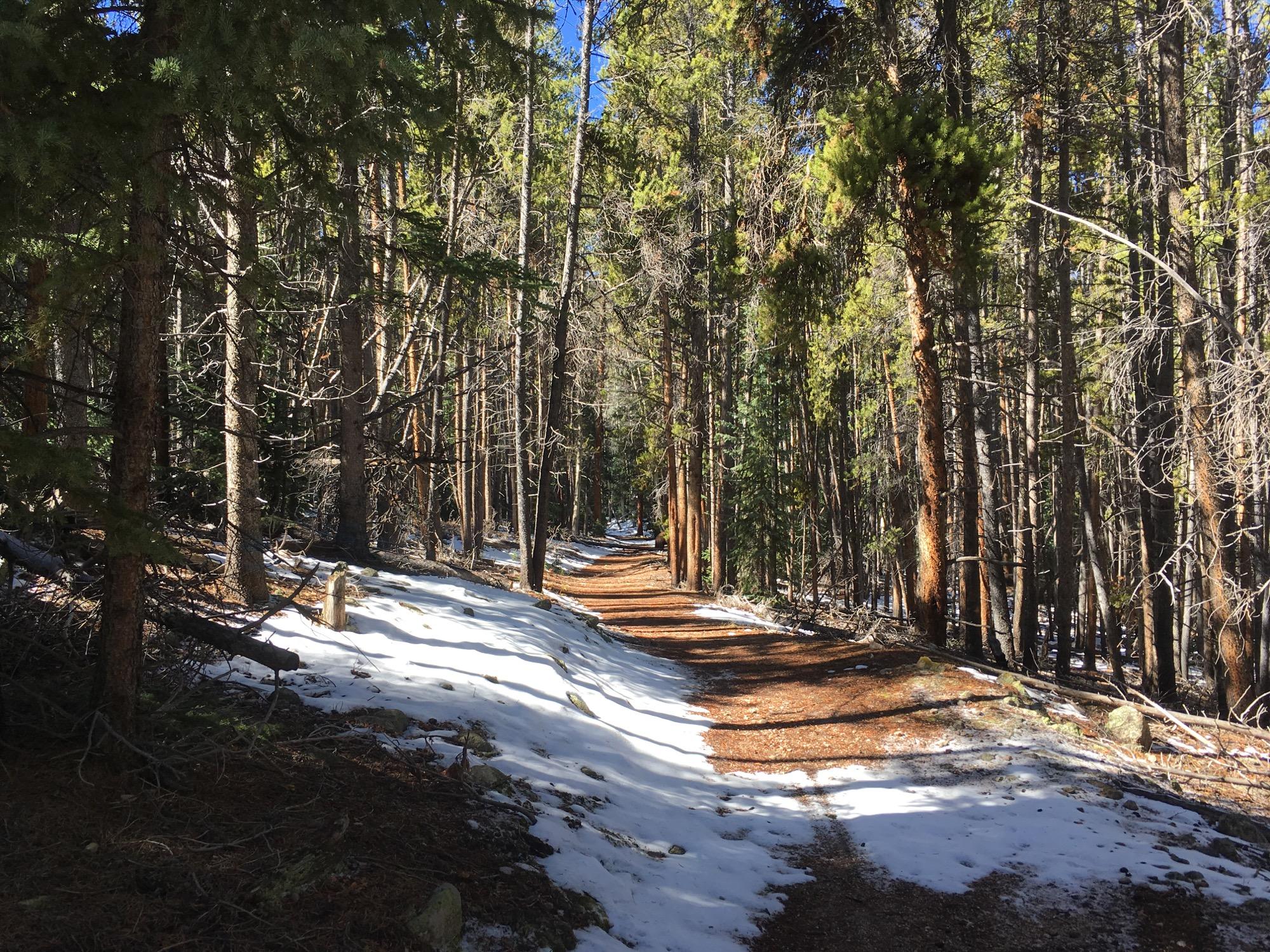 A scenic forest pathway winding through tall trees with sunlight filtering through the foliage. The ground is partially covered in snow, indicating winter or early spring, while the forest floor features a mix of dirt and fallen pine needles. Colorado Trail: Twin Lakes / Hwy 82 to Half Moon Rd / Mount Massive Wilderness mountain bike trail.