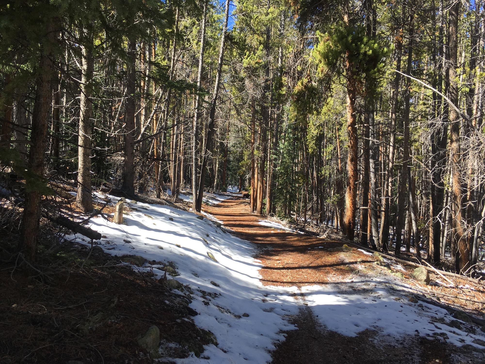 A winding trail through a dense forest of tall trees, with patches of snow along the side. Sunlight filters through the branches, creating a warm, inviting atmosphere. The ground is covered in earthy tones, showcasing a mix of pine needles and bare dirt. Colorado Trail: Twin Lakes / Hwy 82 to Half Moon Rd / Mount Massive Wilderness mountain bike trail.