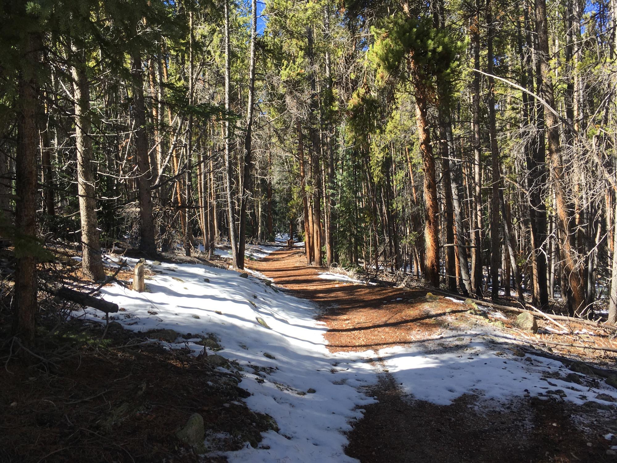 A snow-dusted forest path winding through tall trees, with sunlight filtering through the branches, creating a serene and inviting atmosphere. Colorado Trail: Twin Lakes / Hwy 82 to Half Moon Rd / Mount Massive Wilderness mountain bike trail.