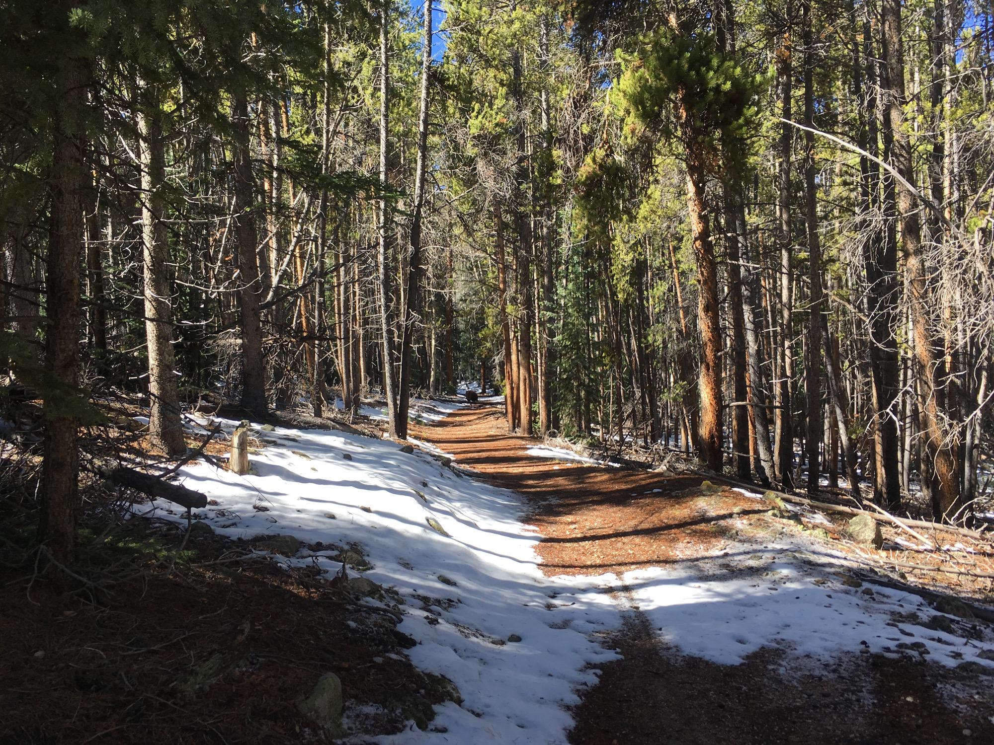 A serene forest pathway surrounded by tall trees, with patches of snow on the ground and dappled sunlight filtering through the branches. The trail is lined with pine needles, creating a natural, earthy atmosphere. Colorado Trail: Twin Lakes / Hwy 82 to Half Moon Rd / Mount Massive Wilderness mountain bike trail.