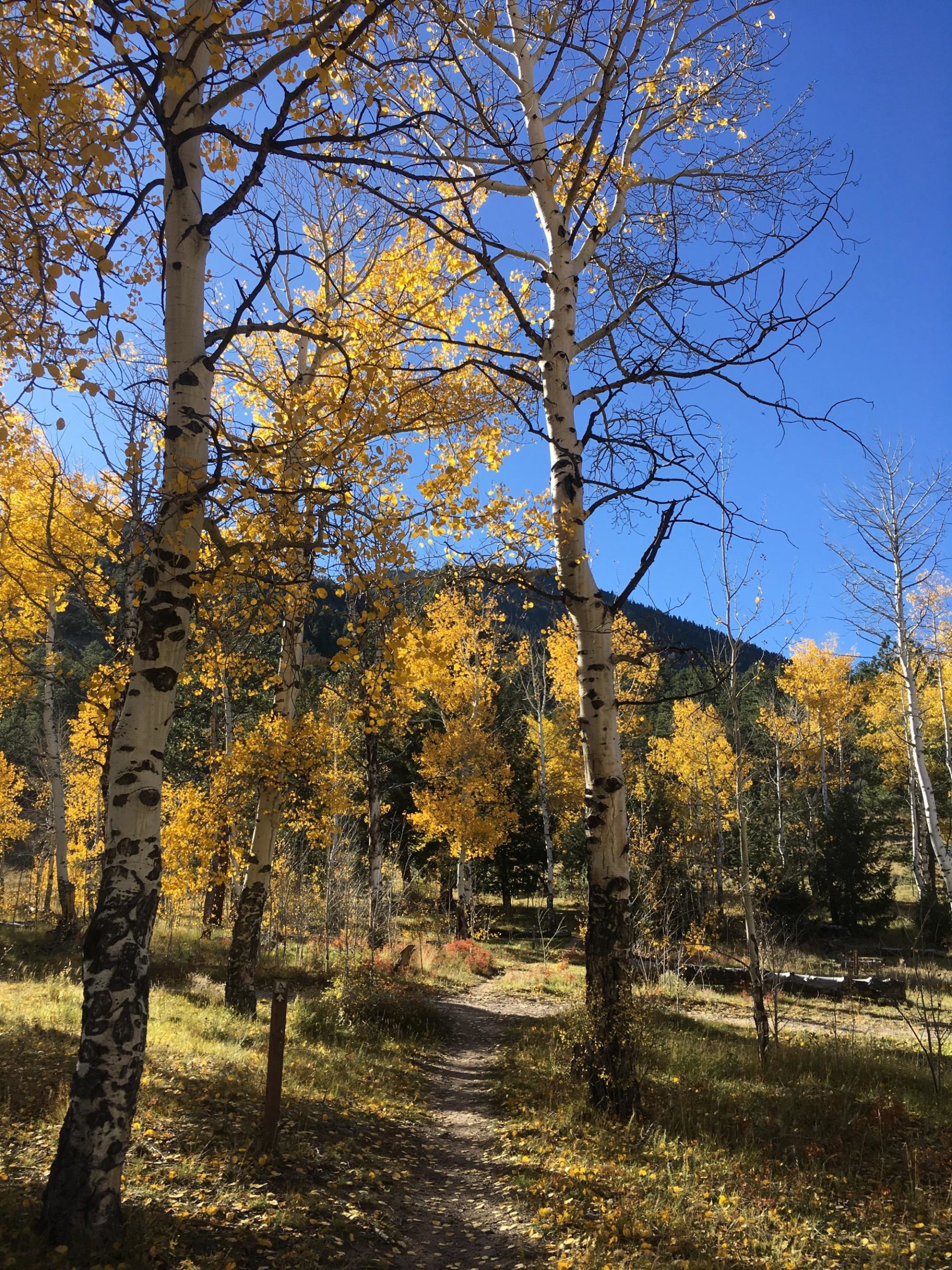 A winding dirt path surrounded by tall aspen trees with vibrant yellow leaves against a clear blue sky. The scene captures the beauty of autumn in a forested area, with hints of green grass and distant mountains visible in the background. Colorado Trail: Mt. Shavano thd to Chalk Creek thd mountain bike trail.