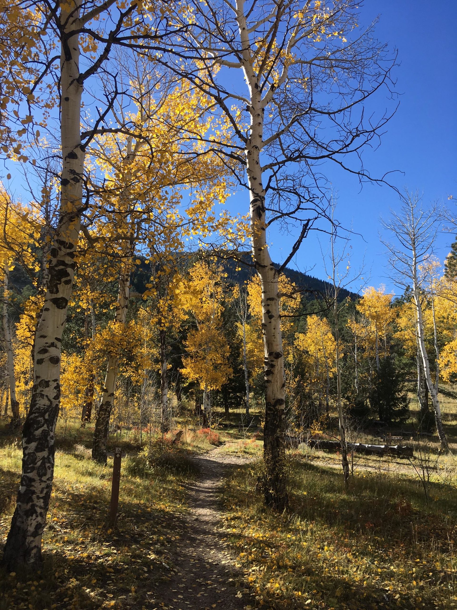 A serene landscape featuring a dirt path winding through a forest of tall aspen trees adorned with vibrant yellow leaves under a clear blue sky. The scene captures the beauty of autumn, with scattered leaves on the ground and a backdrop of distant mountains. Colorado Trail: Mt. Shavano thd to Chalk Creek thd mountain bike trail.