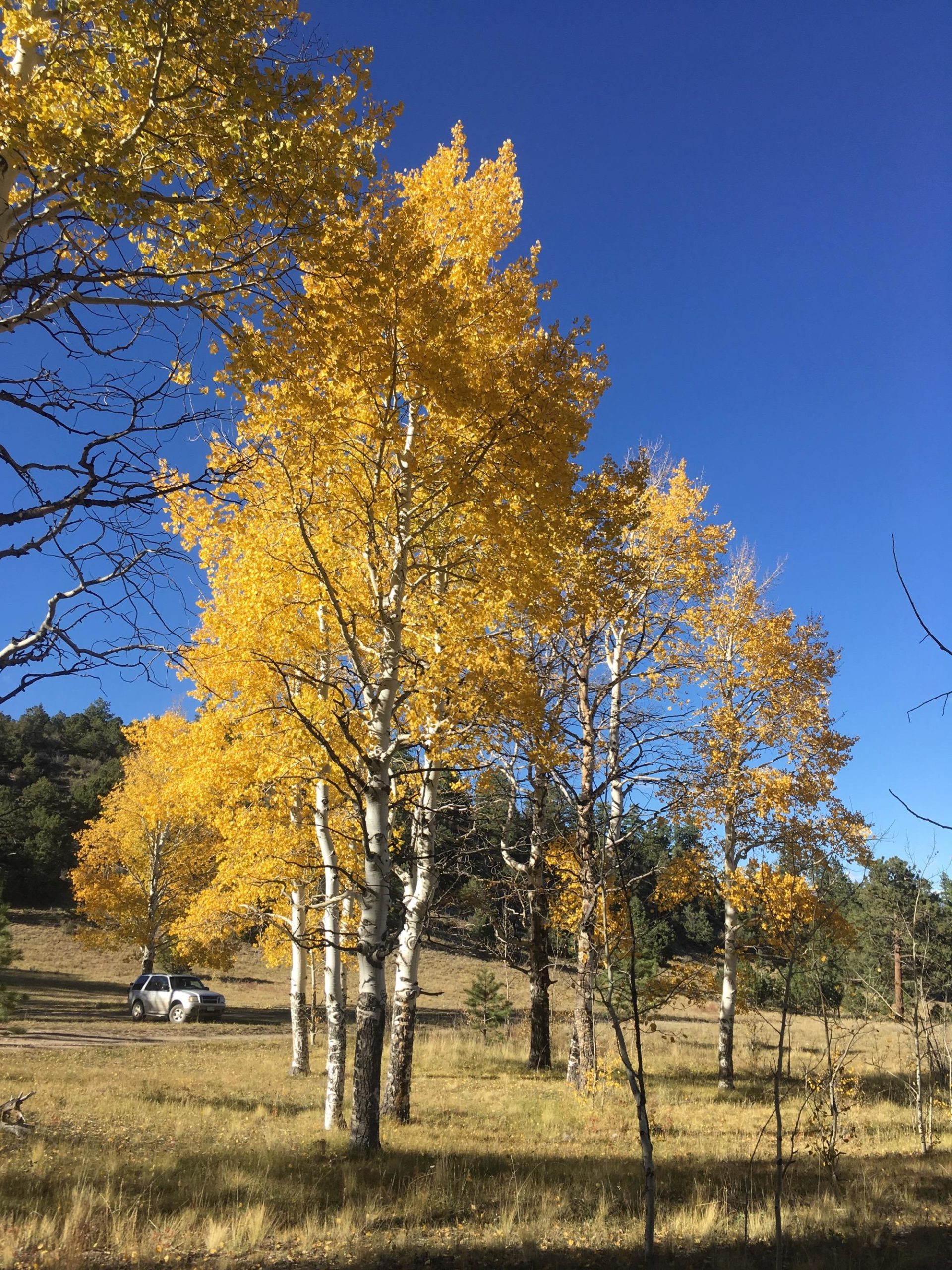 A cluster of aspen trees with vibrant yellow leaves against a clear blue sky, with a dirt road and a white vehicle visible in the background. The scene captures a picturesque autumn landscape. Colorado Trail: Mt. Shavano thd to Chalk Creek thd mountain bike trail.