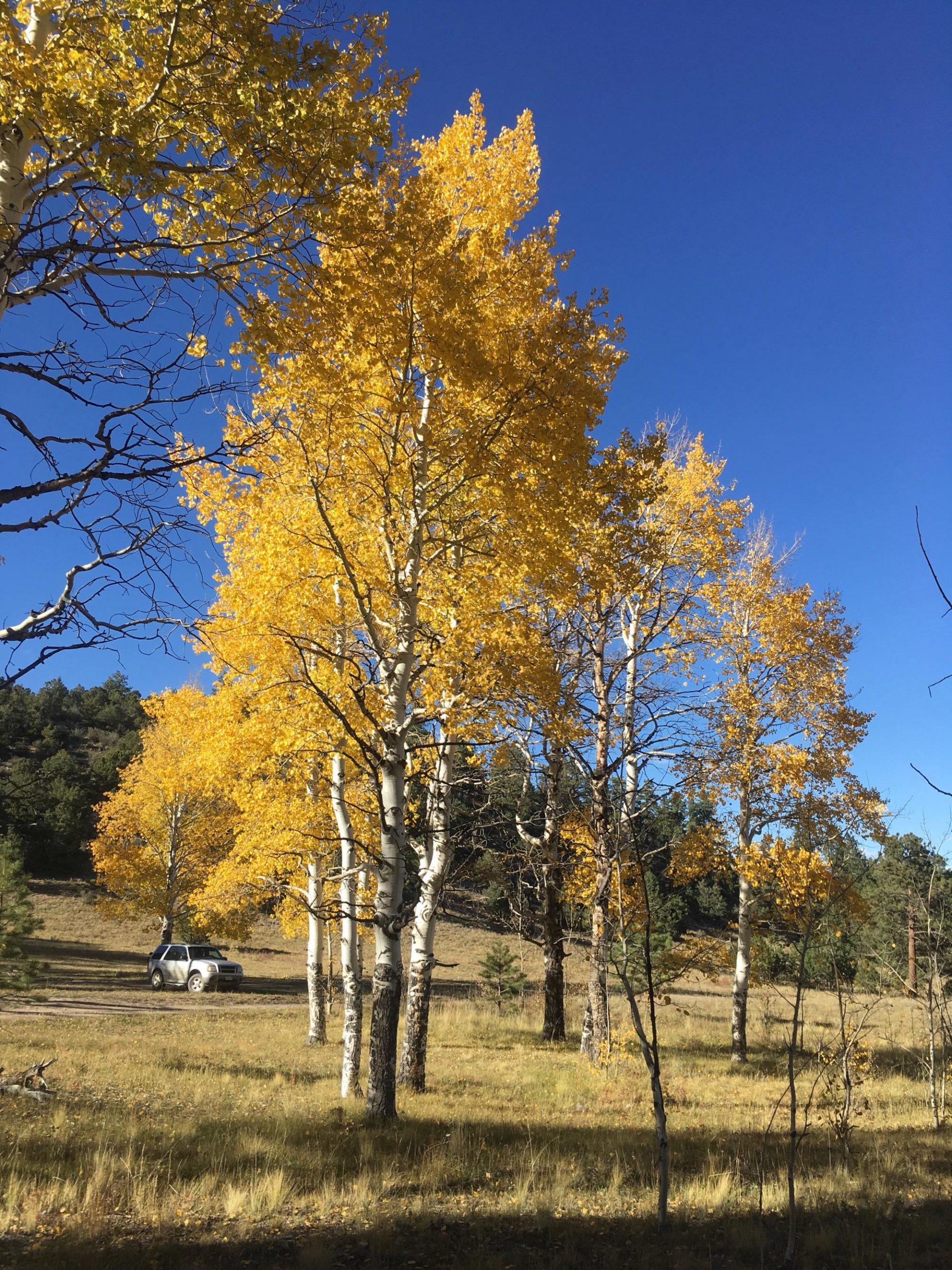 A serene landscape featuring tall aspen trees with vibrant yellow leaves against a clear blue sky. In the background, a grassy field is visible, and a white vehicle is parked nearby amidst the trees. The setting conveys the beauty of autumn in nature. Colorado Trail: Mt. Shavano thd to Chalk Creek thd mountain bike trail.