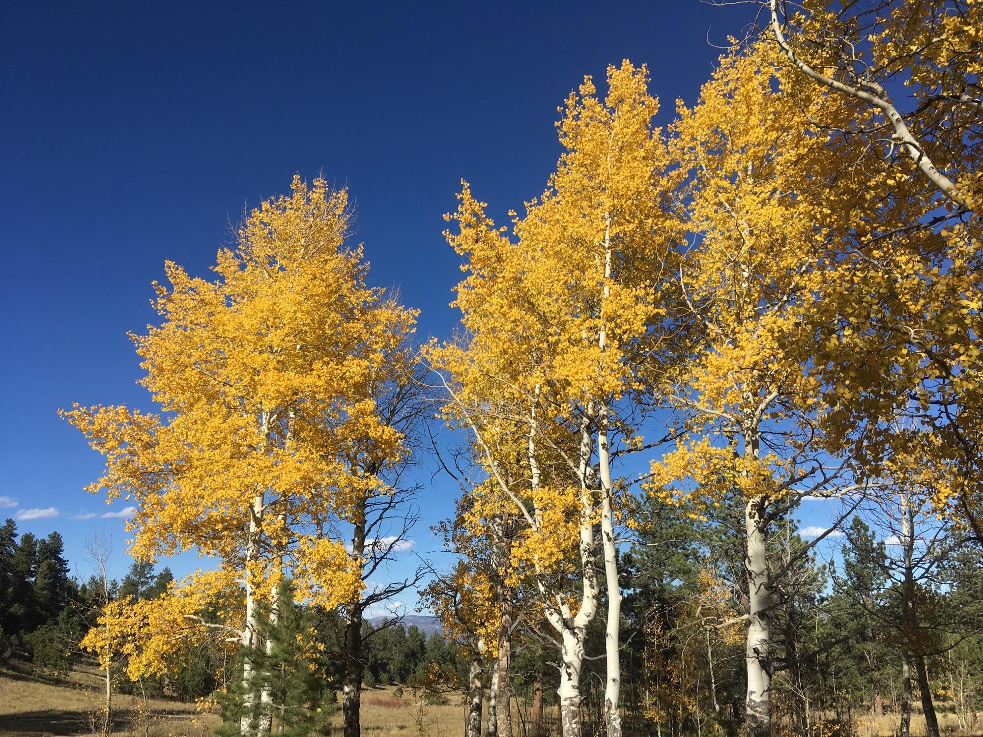 A vibrant scene of yellow-leaved trees against a clear blue sky, with a hint of green pines in the background, showcasing the beauty of autumn. Colorado Trail: Mt. Shavano thd to Chalk Creek thd mountain bike trail.