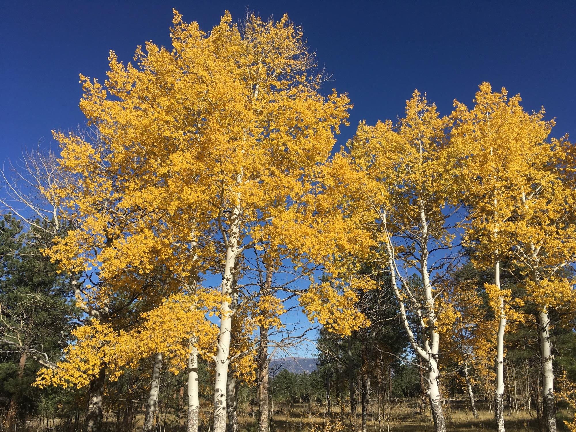 Bright yellow aspen trees stand against a clear blue sky, with a few green trees in the background. The scene captures the vibrant colors of autumn foliage. Colorado Trail: Mt. Shavano thd to Chalk Creek thd mountain bike trail.