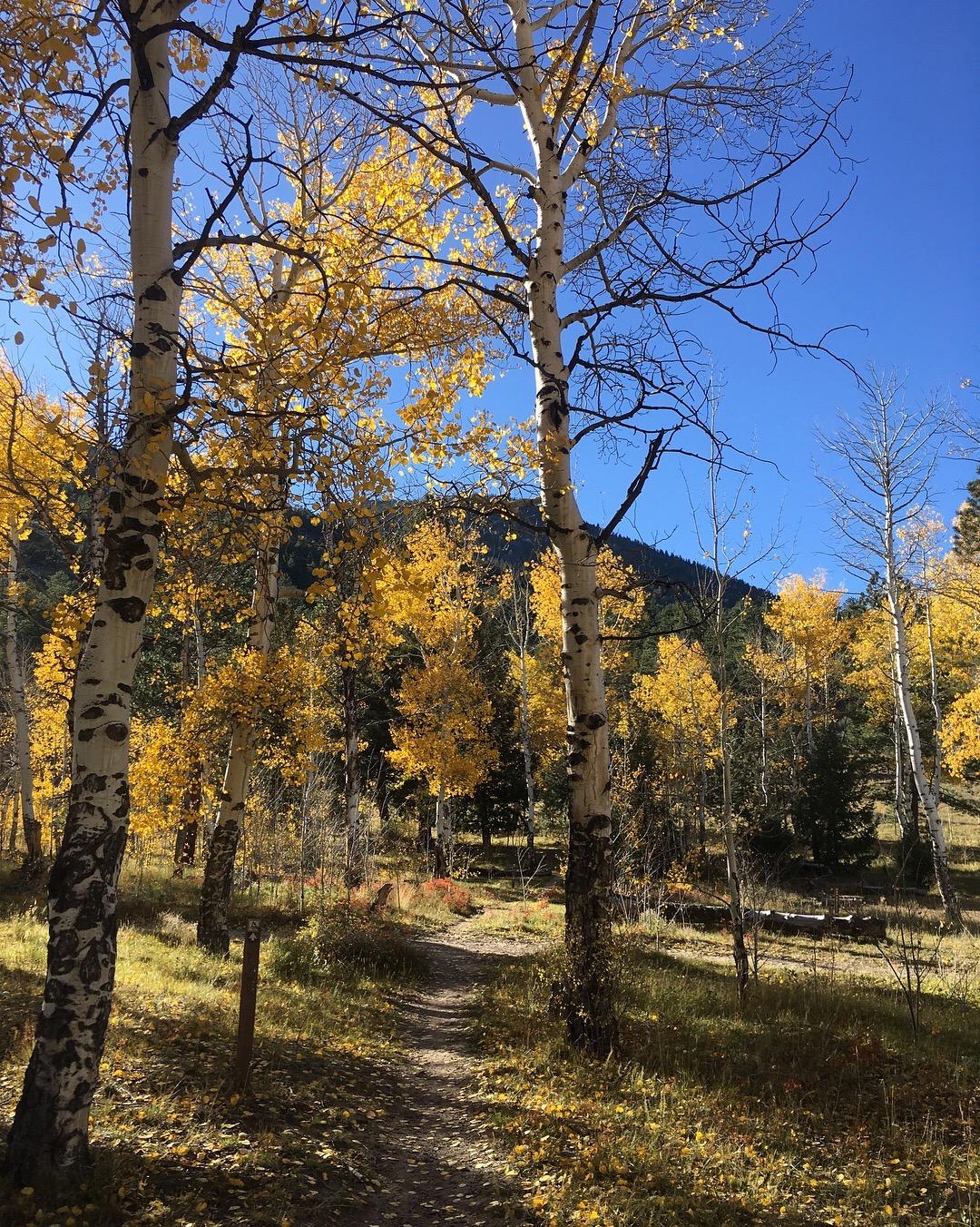 A winding dirt path surrounded by vibrant yellow-leaved aspen trees, with a clear blue sky above and distant mountains in the background. Colorado Trail: Mt. Shavano thd to Chalk Creek thd mountain bike trail.