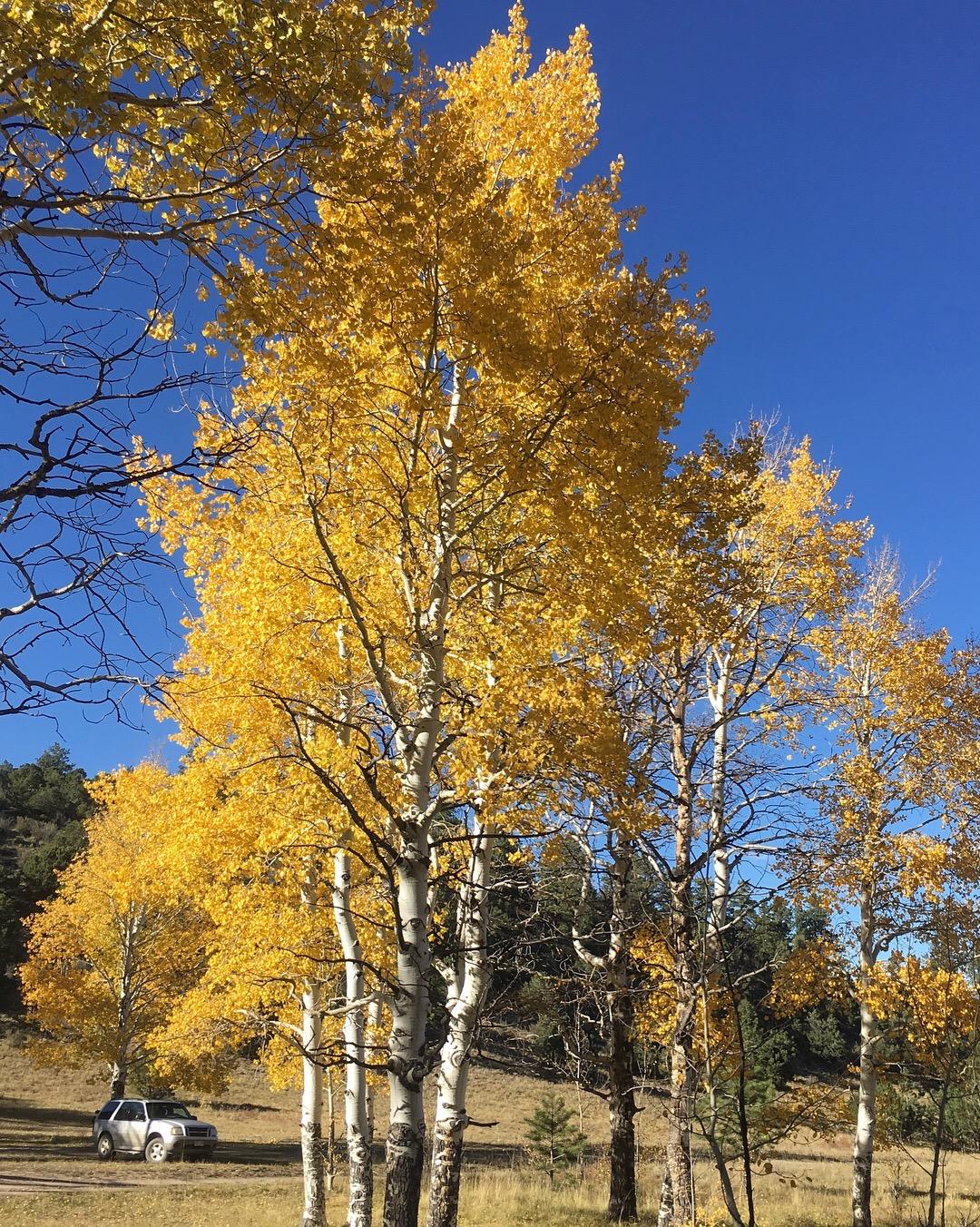 A cluster of vibrant yellow-leaved trees against a clear blue sky, with a white SUV parked nearby on a dirt path. The background features green hills and additional trees, adding to the autumn scenery. Colorado Trail: Mt. Shavano thd to Chalk Creek thd mountain bike trail.