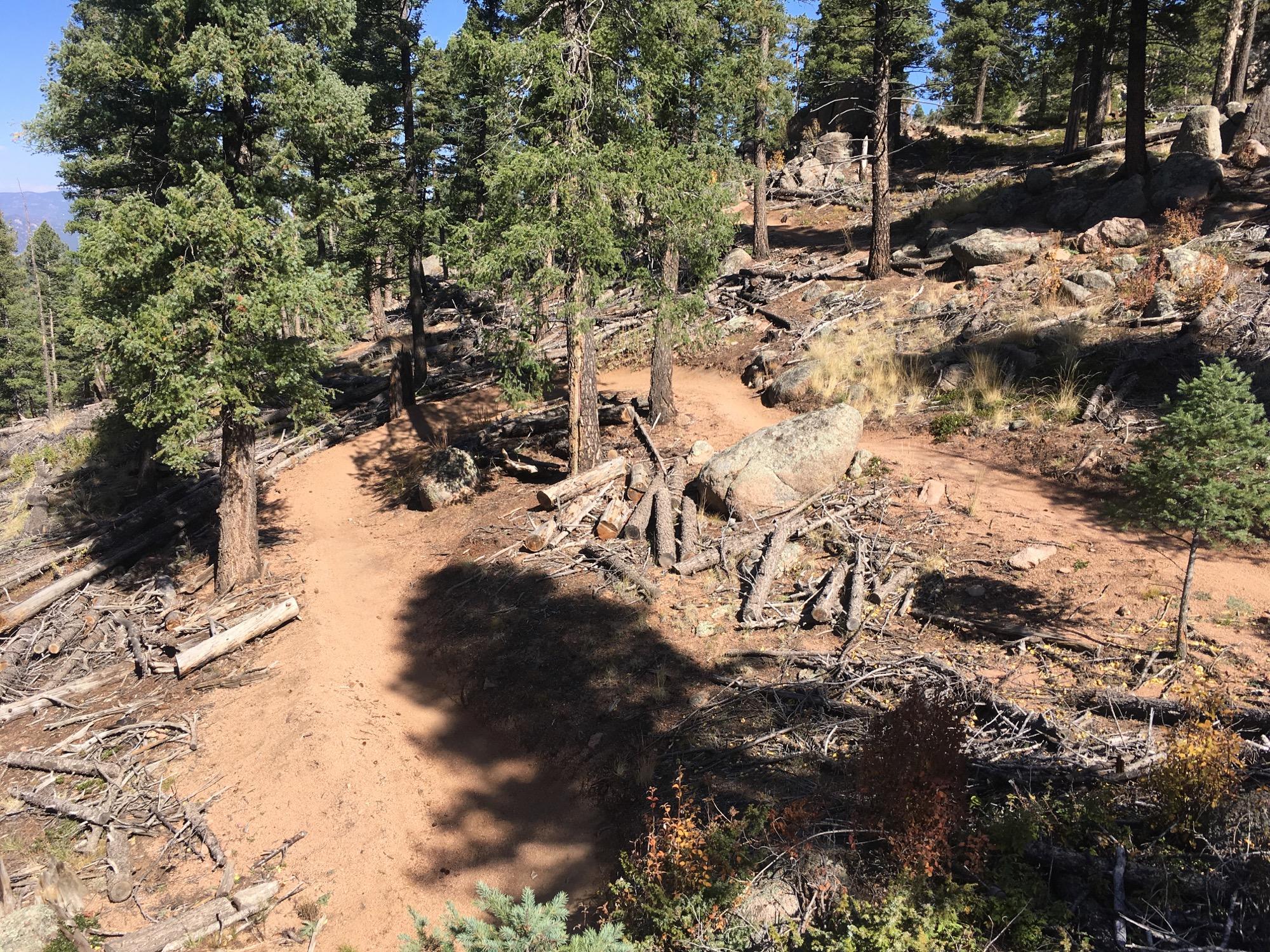 A winding dirt path leads through a forested area, bordered by tall green trees and scattered rocks. The ground is covered with fallen branches and pine needles, creating a natural, unpaved trail that curves gently in the dappled sunlight. Little Scraggy mountain bike trail.