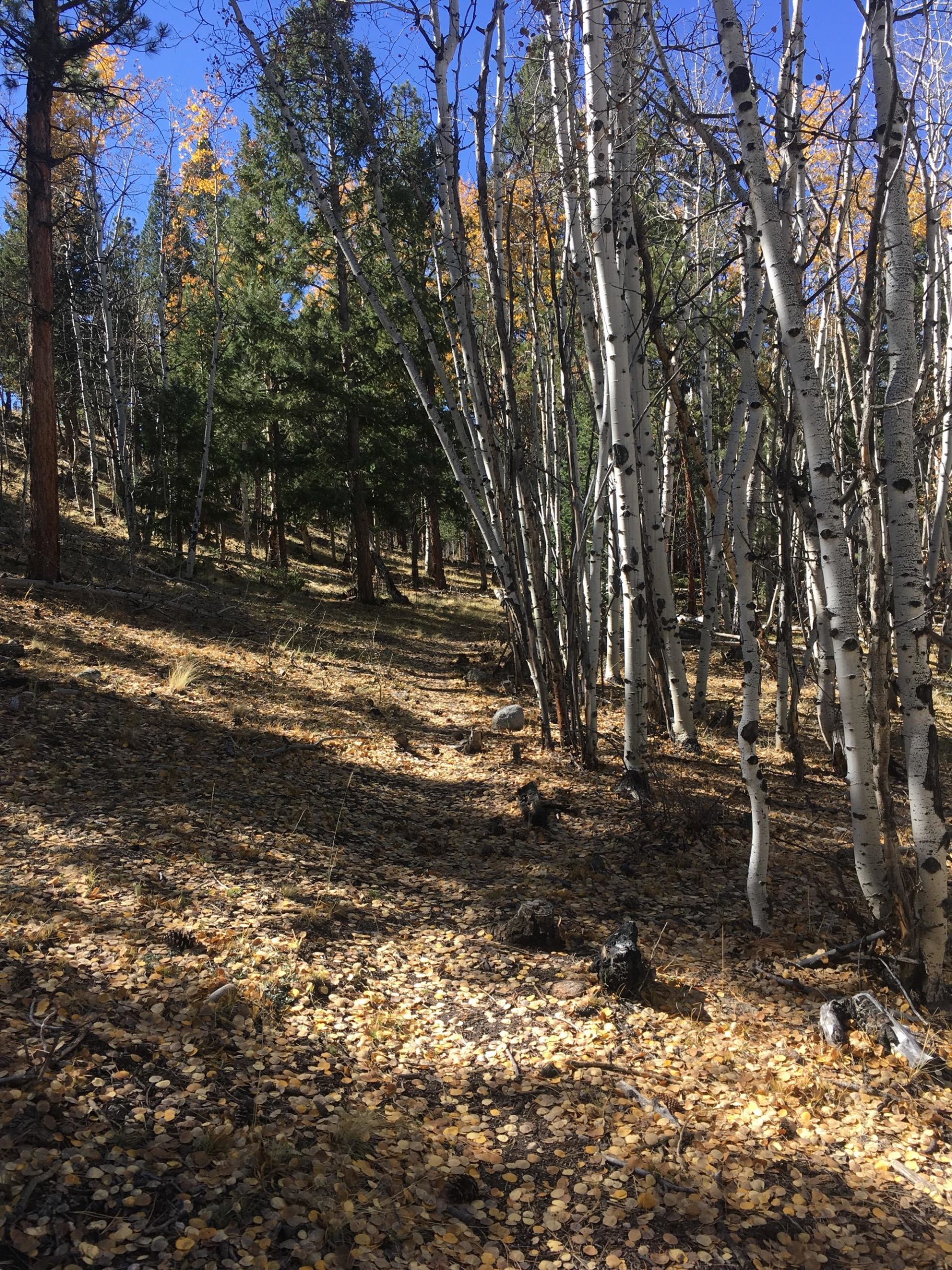 A forest scene featuring tall, slender aspen trees with white bark, some showing hints of autumn foliage in yellow and orange. The ground is covered with a layer of fallen leaves, and the sunlight filters through the trees, creating a play of light and shadow on the forest floor. Colorado Trail: Mt. Shavano thd to Chalk Creek thd mountain bike trail.