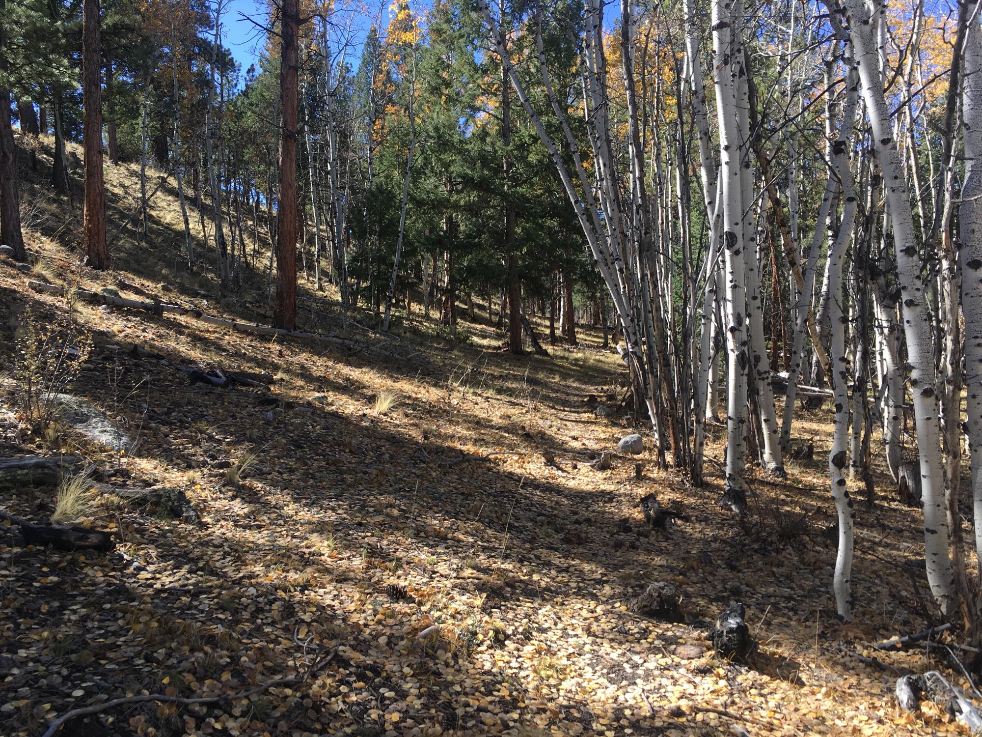 A forest scene with a mix of green pine trees and white birch trees, covering a hillside strewn with golden autumn leaves. The sunlight filters through the trees, casting shadows on the ground, highlighting the natural beauty of the landscape. Colorado Trail: Mt. Shavano thd to Chalk Creek thd mountain bike trail.