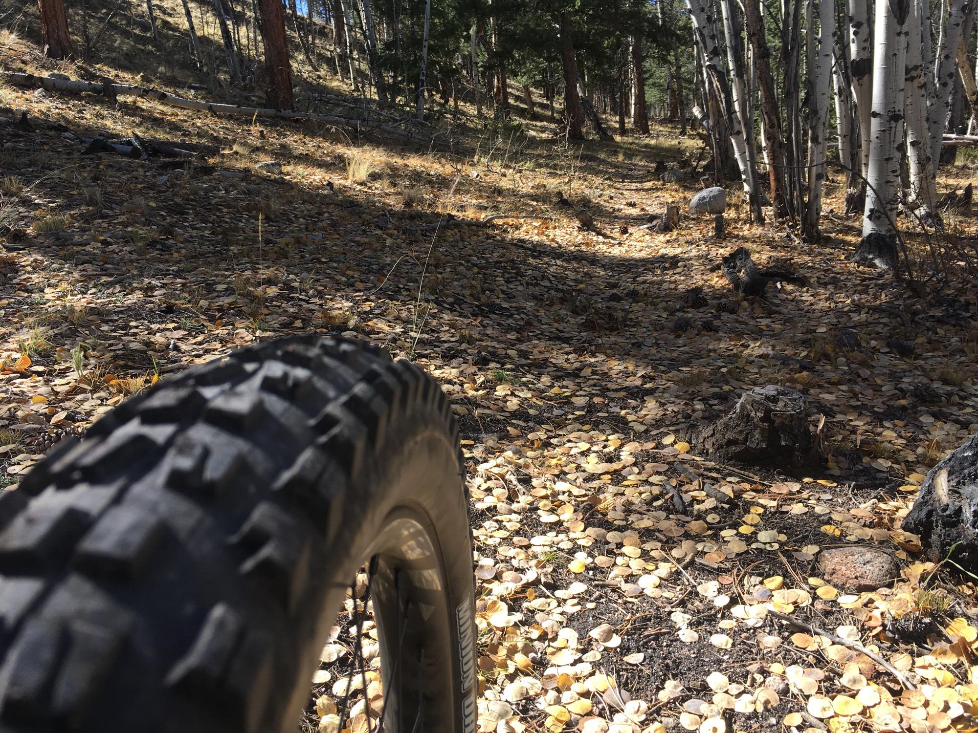 A close-up view of a bicycle tire in a forested area, surrounded by a ground covered in fallen leaves. The background features a mix of trees, including slender white trunks, and a dappled pattern of light and shadow on the forest floor. Colorado Trail: Mt. Shavano thd to Chalk Creek thd mountain bike trail.