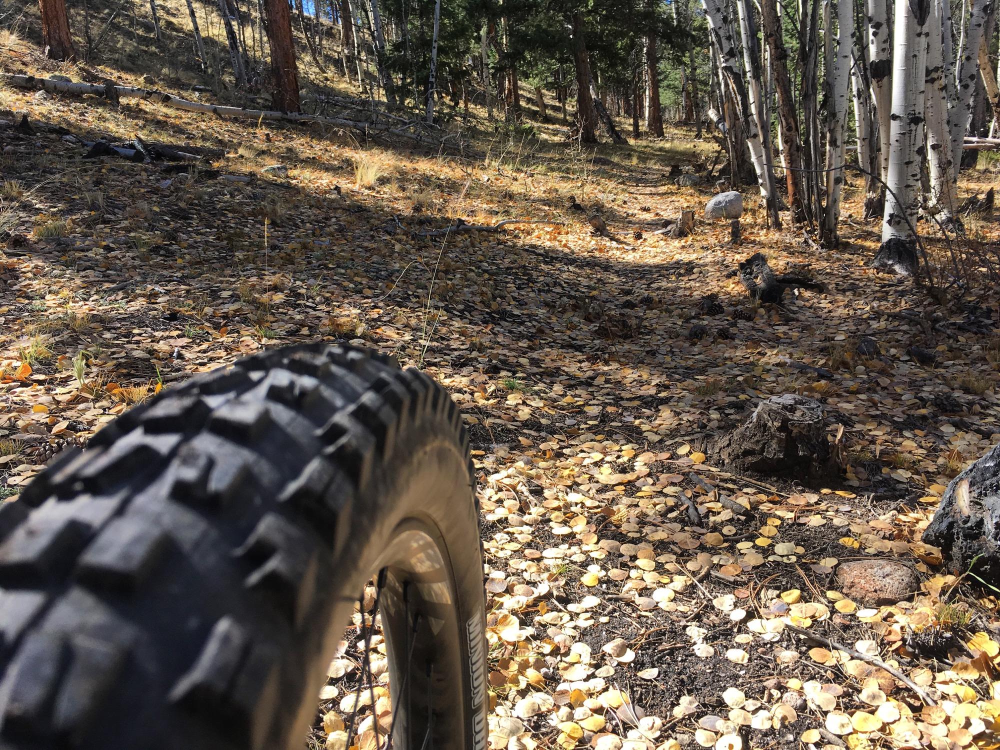 A close-up view of a mountain bike tire resting on a forest trail covered with fallen yellow leaves. In the background, there are tall trees, including aspens, with dappled sunlight filtering through the foliage, creating a serene outdoor atmosphere. Colorado Trail: Mt. Shavano thd to Chalk Creek thd mountain bike trail.