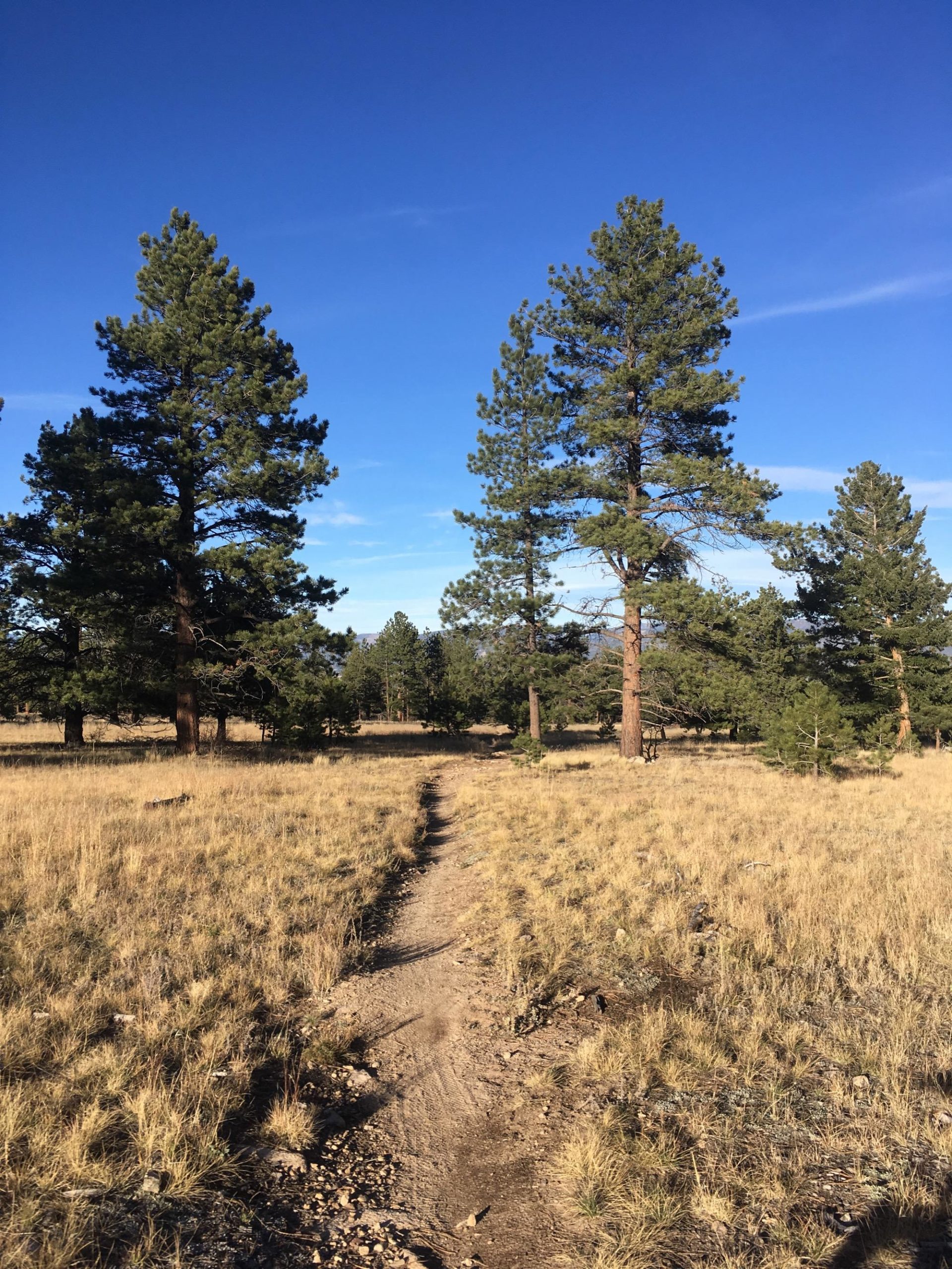 A narrow dirt path winds through a sunny meadow, flanked by tall pine trees against a clear blue sky. The landscape is a mix of golden grass and rocky ground. Colorado Trail: Mt. Shavano thd to Chalk Creek thd mountain bike trail.