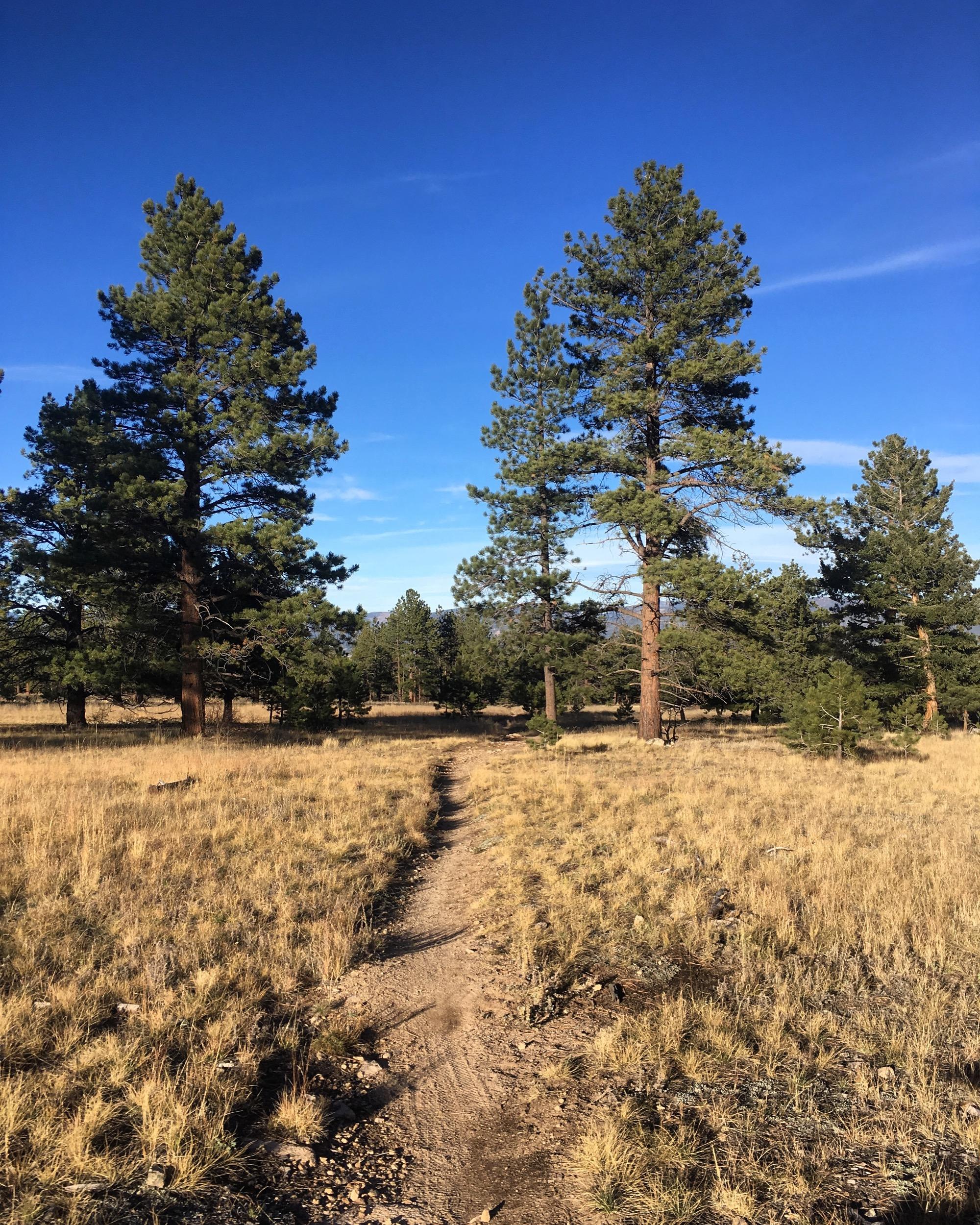 A dirt path winding through a grassy field surrounded by tall pine trees under a clear blue sky. Colorado Trail: Mt. Shavano thd to Chalk Creek thd mountain bike trail.