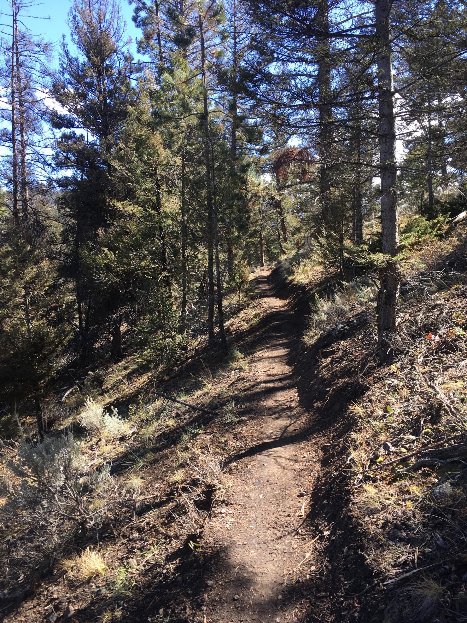 A winding dirt path through a forest, surrounded by tall trees and underbrush, with a clear blue sky overhead. Rainbow Trail: Silver Creek to Hwy 285 mountain bike trail.