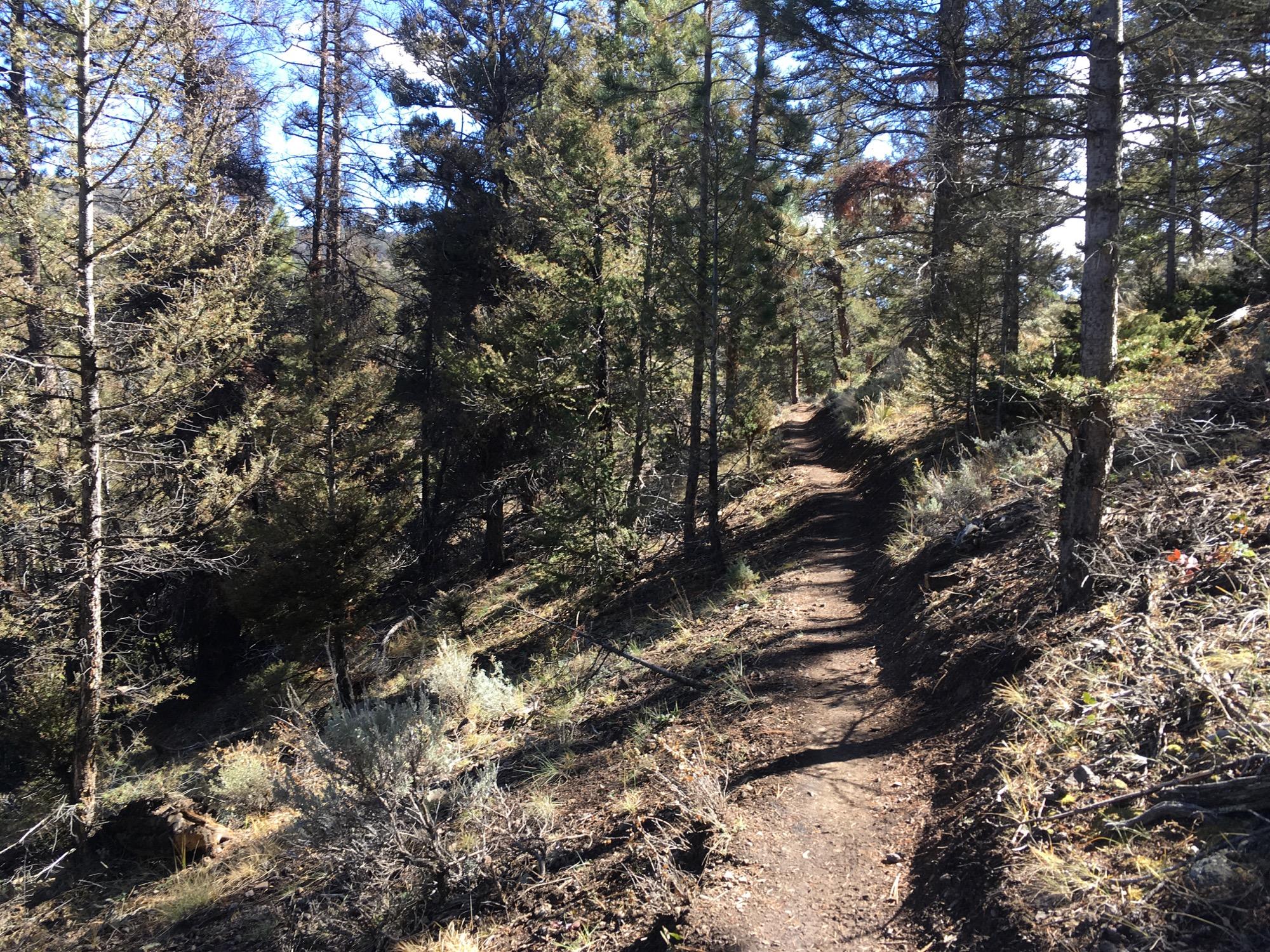 A narrow dirt trail winding through a forested area, flanked by tall pine trees and shrubs, with patches of sunlight filtering through the leaves. Rainbow Trail: Silver Creek to Hwy 285 mountain bike trail.