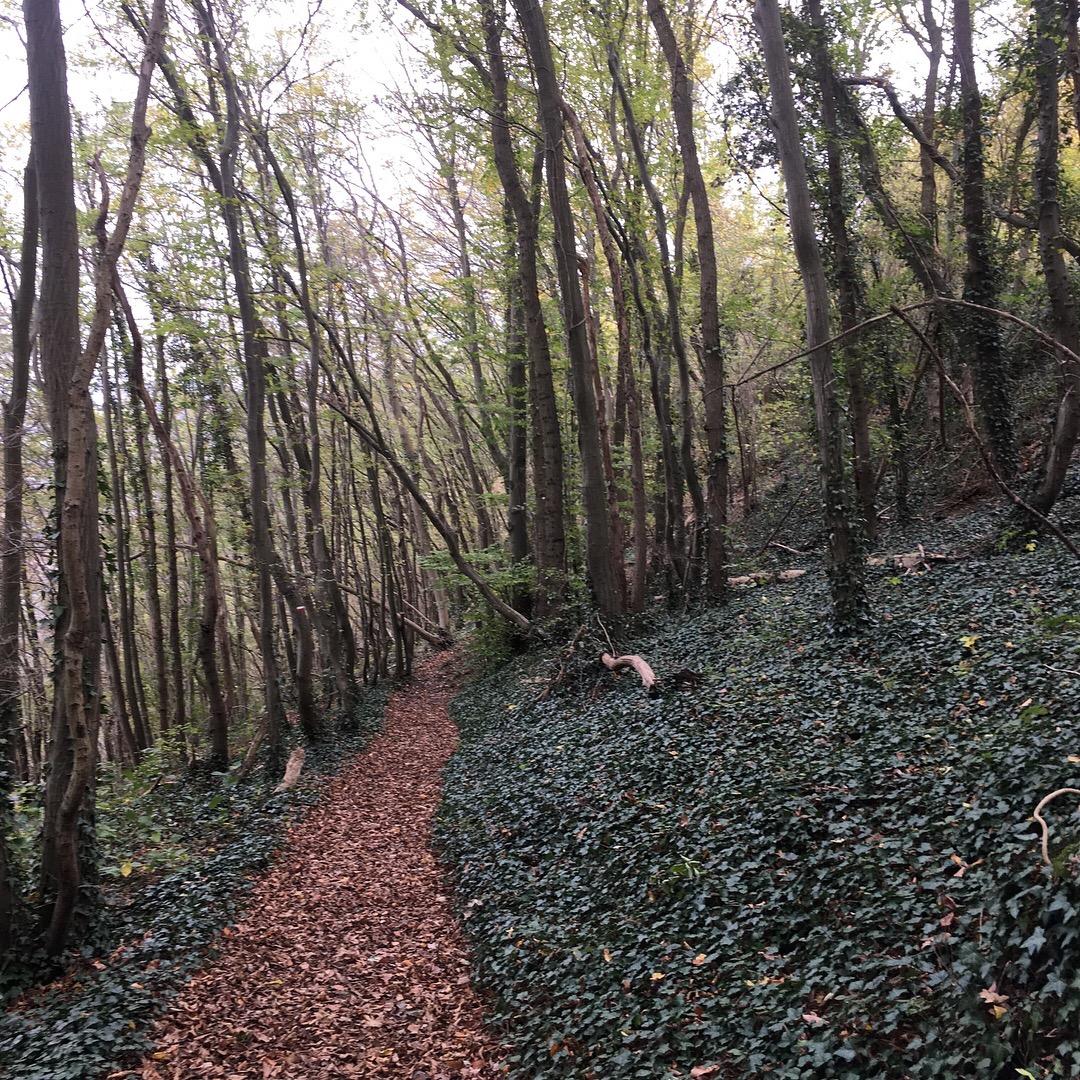 A narrow dirt path winding through a dense forest, surrounded by tall trees and lush green undergrowth. The ground is covered with fallen leaves, and the atmosphere appears tranquil and serene. GR126 Switchbacks mountain bike trail.