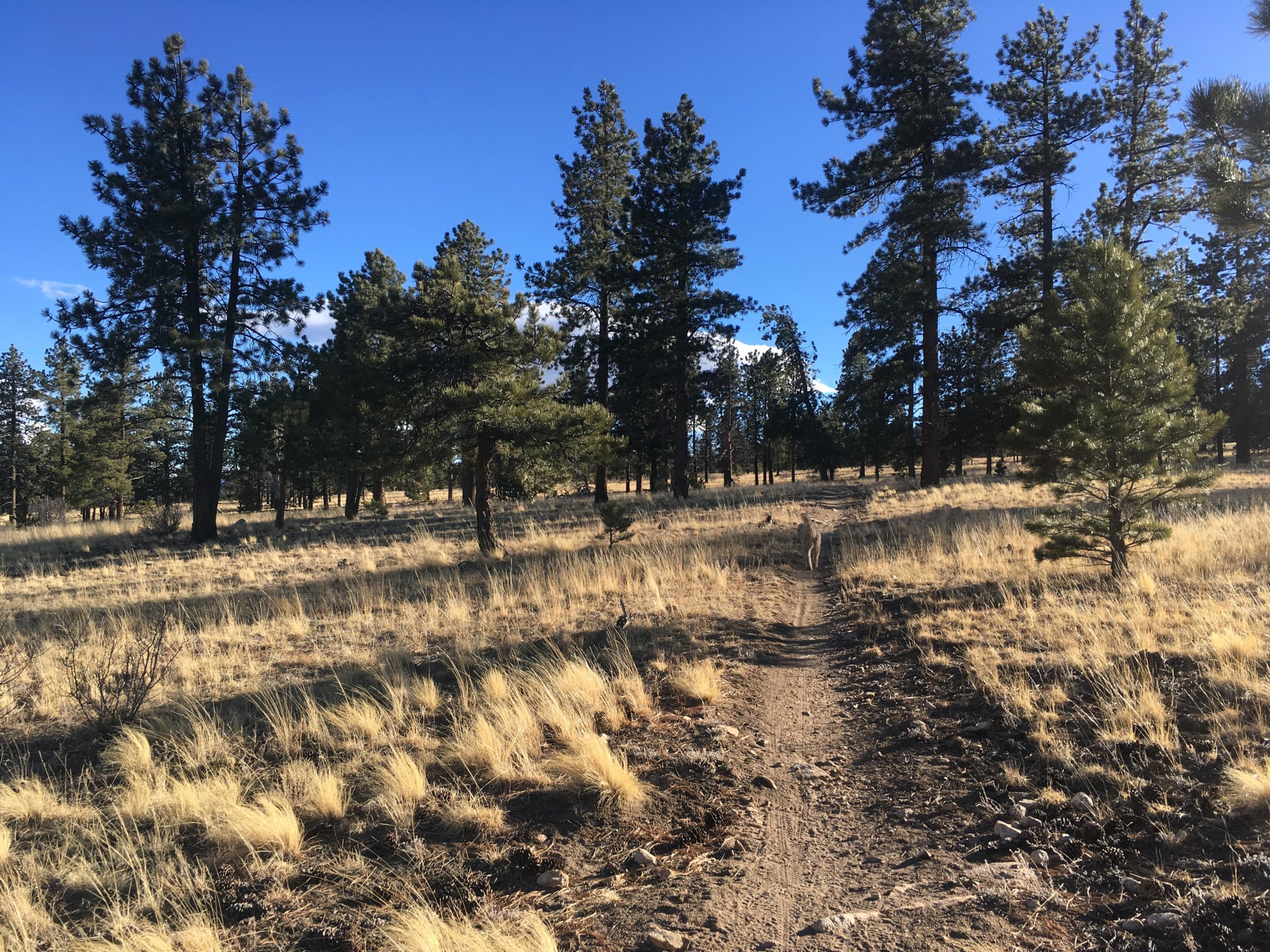 A dirt pathway winding through a sunlit forest, surrounded by tall evergreen trees and patches of dry grass under a clear blue sky. Colorado Trail: Mt. Shavano thd to Chalk Creek thd mountain bike trail.
