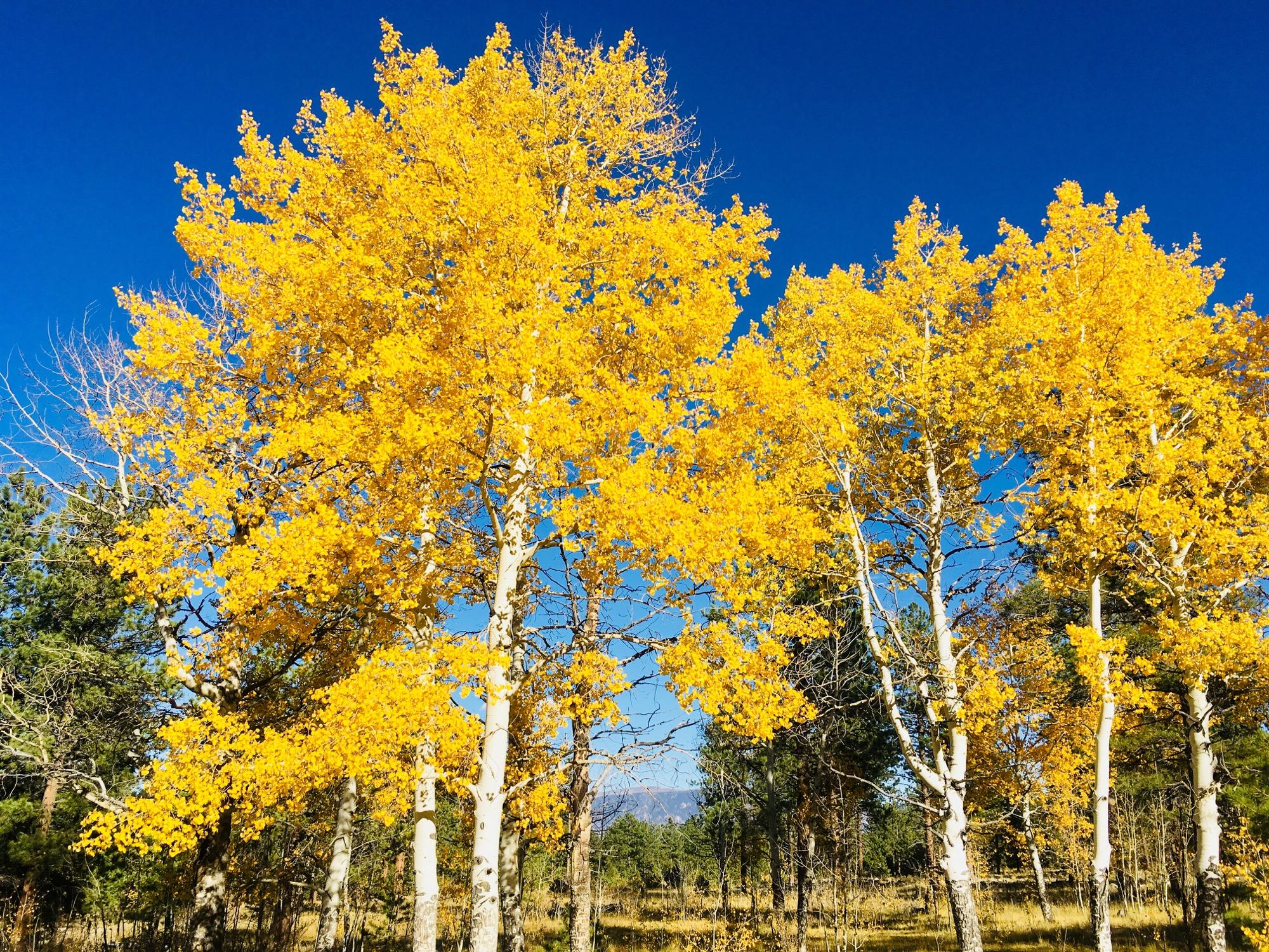 A vibrant display of golden-yellow aspen trees against a clear blue sky, surrounded by green foliage and open grassland. Colorado Trail: Mt. Shavano thd to Chalk Creek thd mountain bike trail.