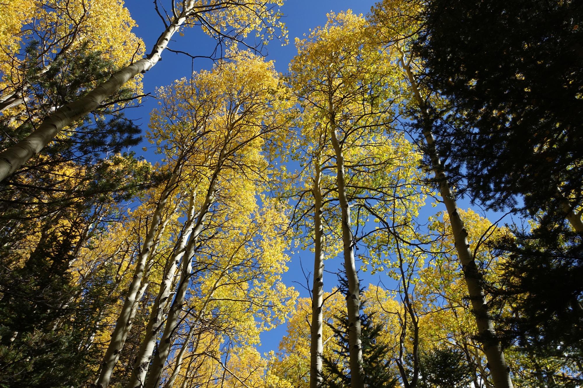 Looking up through a forest of tall trees with vibrant yellow leaves against a clear blue sky. The scene captures the beauty of autumn foliage, surrounded by darker green coniferous trees in the foreground. Starvation Creek mountain bike trail.