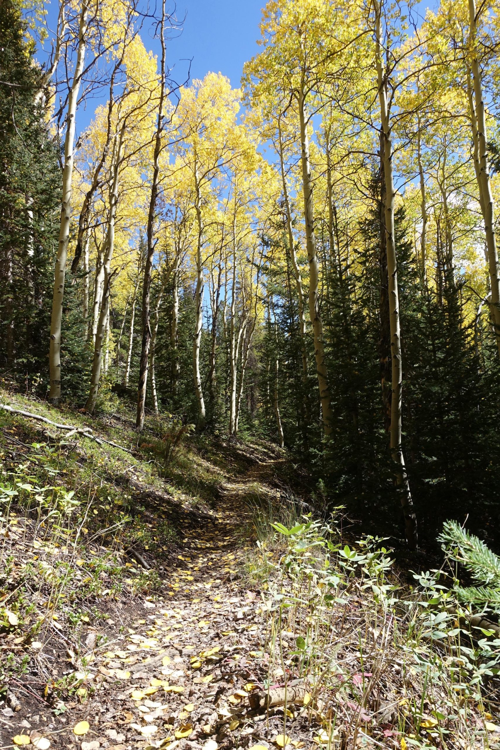 A forest trail winding through trees with bright yellow leaves against a clear blue sky. The path is lined with fallen leaves and bordered by greenery, creating a serene natural setting. Starvation Creek mountain bike trail.