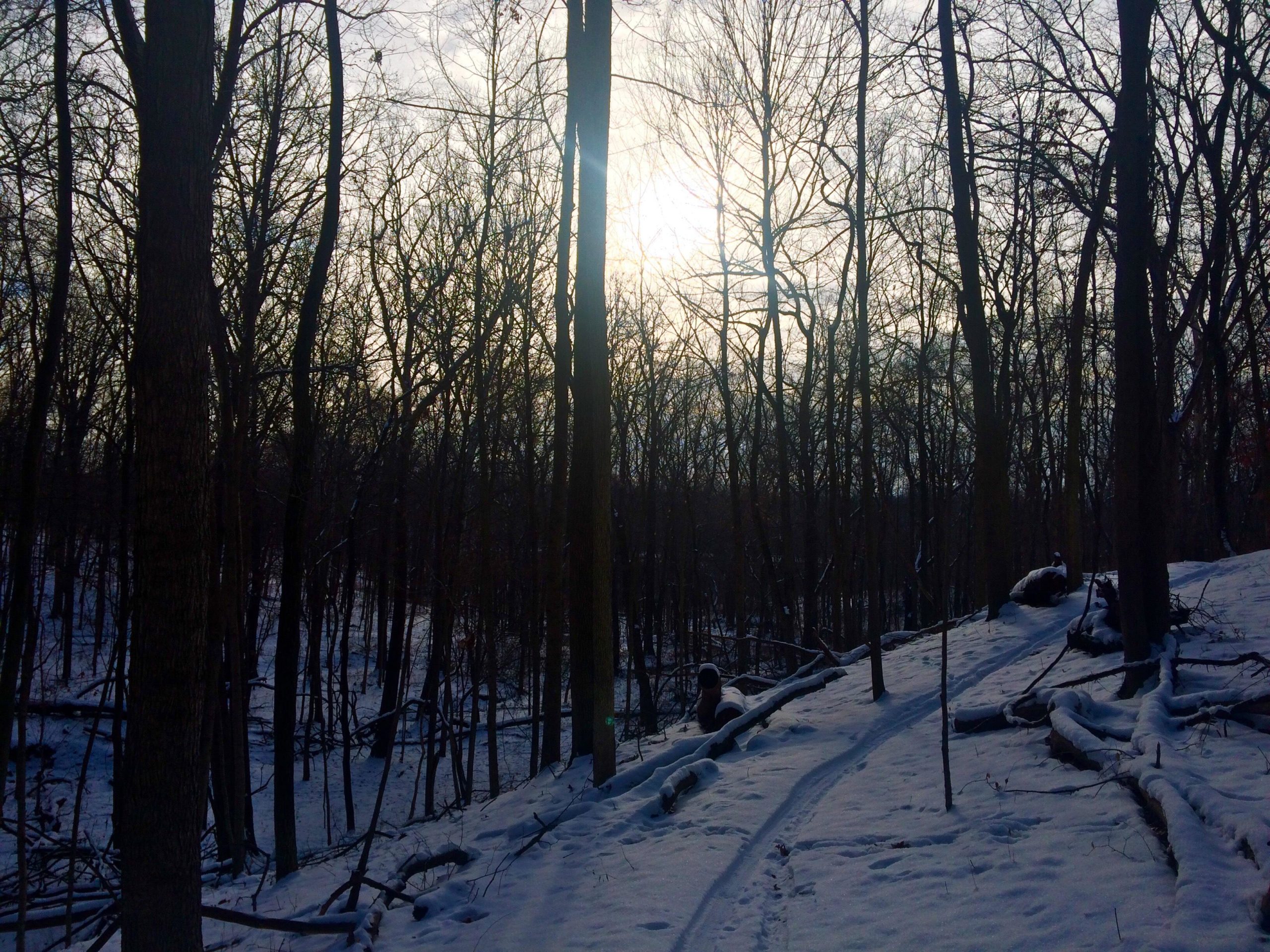 A serene winter scene showcasing a snowy forest. Tall, bare trees stretch towards a gray sky, with the sun peeking through the branches. A winding trail covered in snow leads through the landscape, with fallen branches scattered around, creating a peaceful, quiet atmosphere. MoMBA @ Huffman MetroPark mountain bike trail.