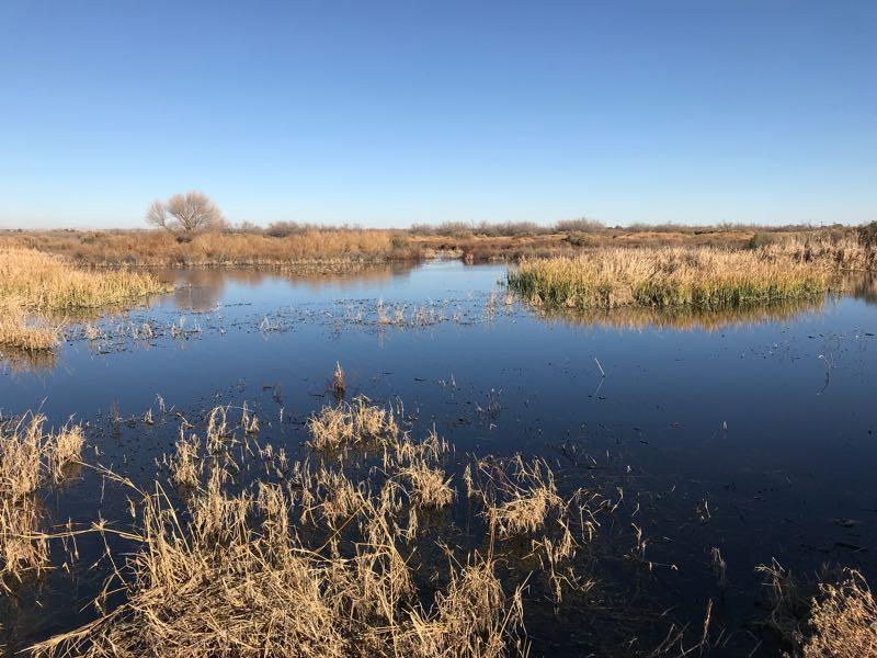 A serene wetland landscape with calm blue water reflecting the clear sky, surrounded by patches of golden grass and sparse vegetation. A lone tree stands in the background, with a backdrop of low shrubs and distant hills, creating a tranquil natural setting. Rio Bosque Wetlands Park mountain bike trail.