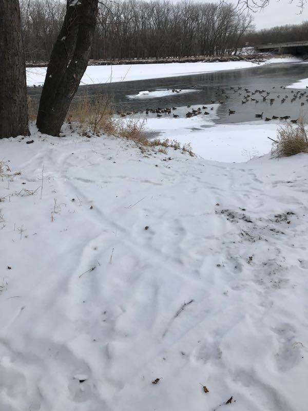 A snowy landscape featuring a partially frozen river bordered by trees. In the background, a group of ducks is visible on the water's surface, while the foreground shows snow-covered ground with some grass peeking through. Sycamore Trail mountain bike trail.